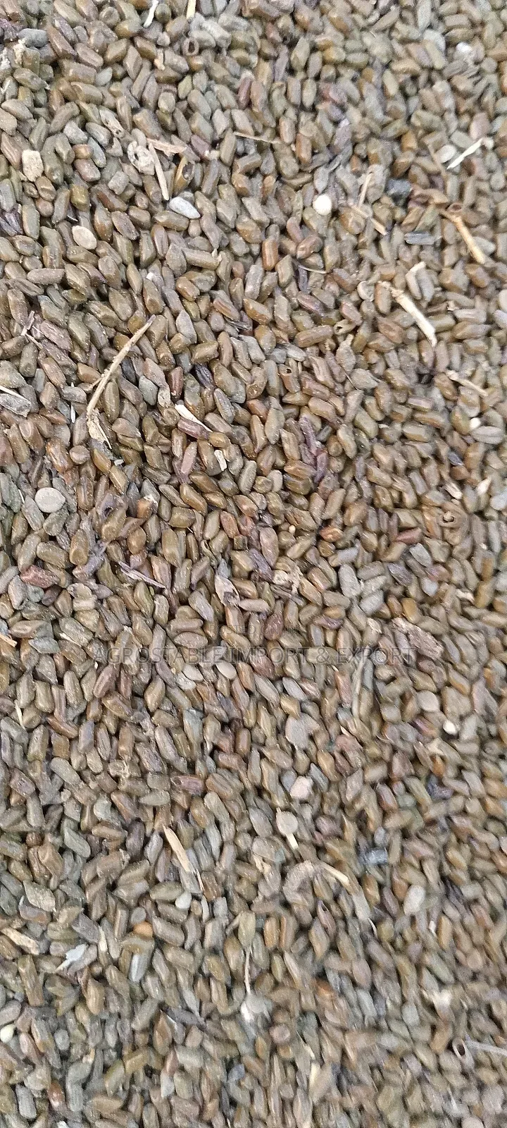 Cassia Torra Seeds