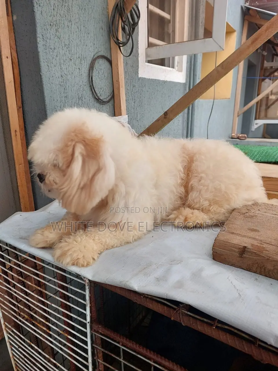 6-12 months Male Purebred Lhasa Apso