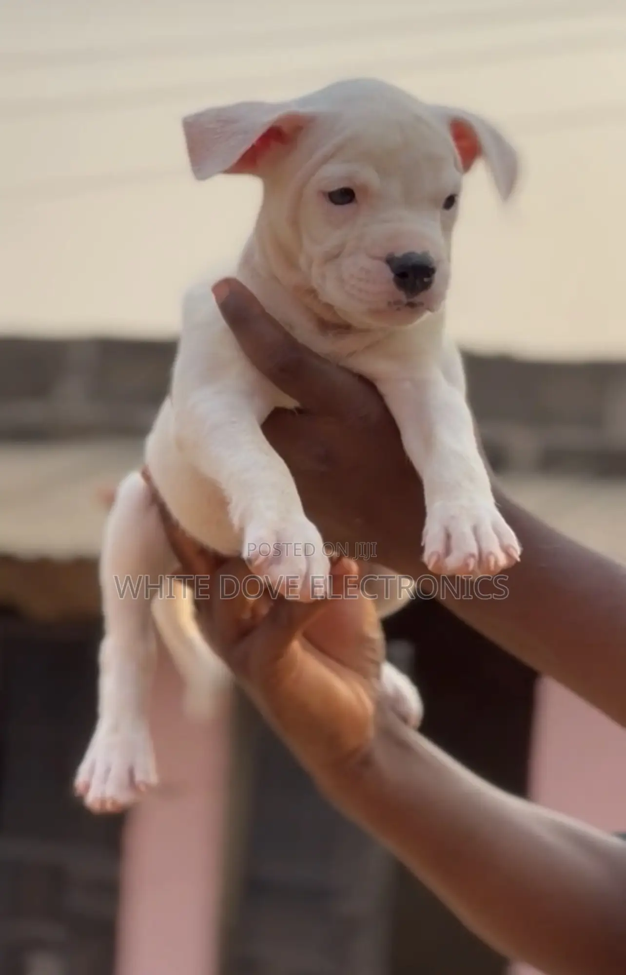 1-3 months Female Purebred American Pit Bull Terrier