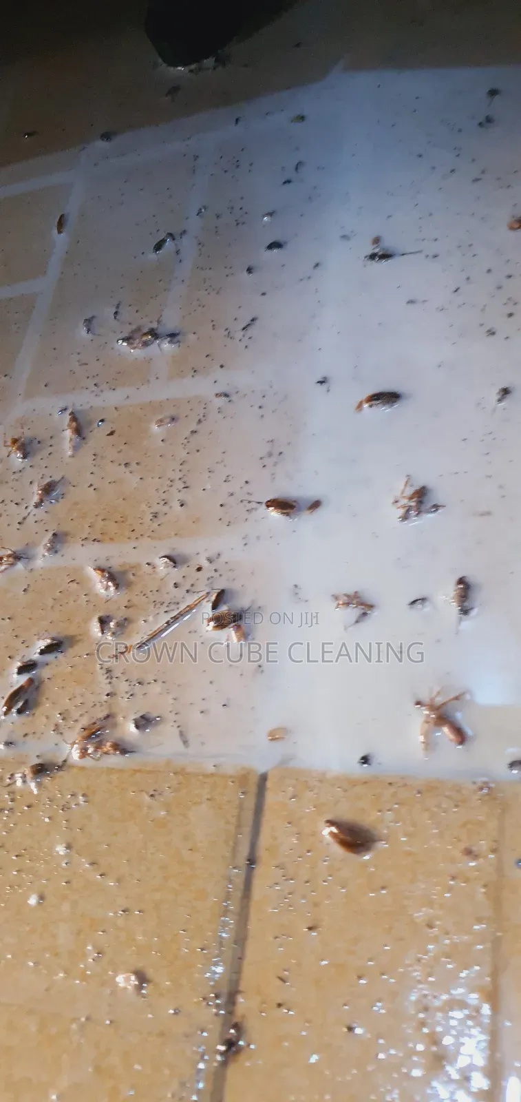 Best Fumigation Services / Fumigation Expert