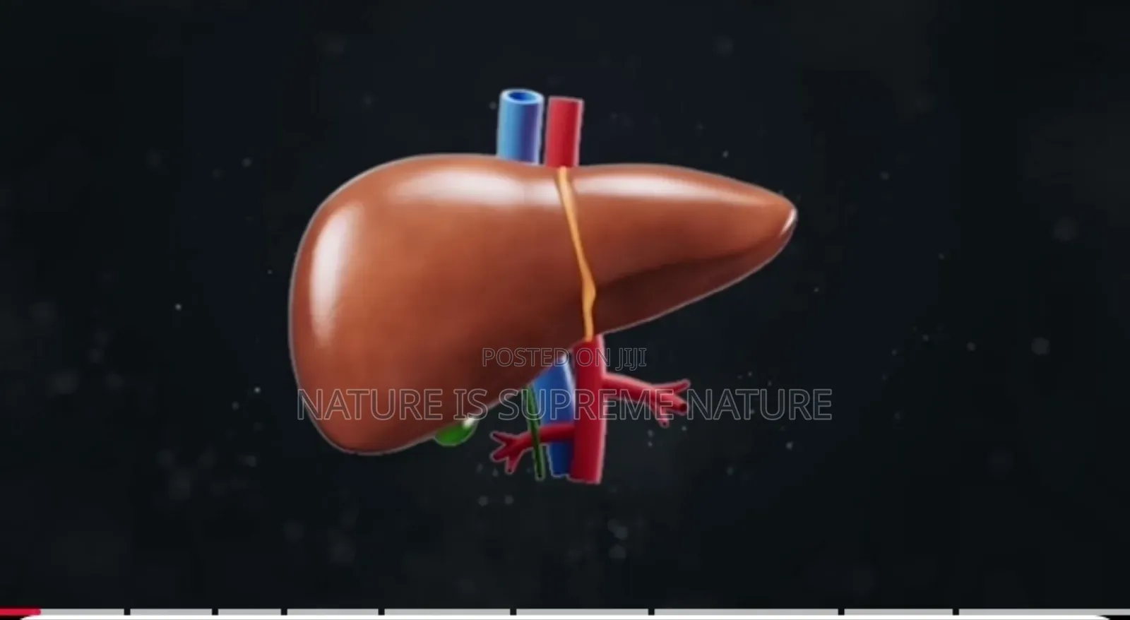 Herbs for Fatty Liver Disease