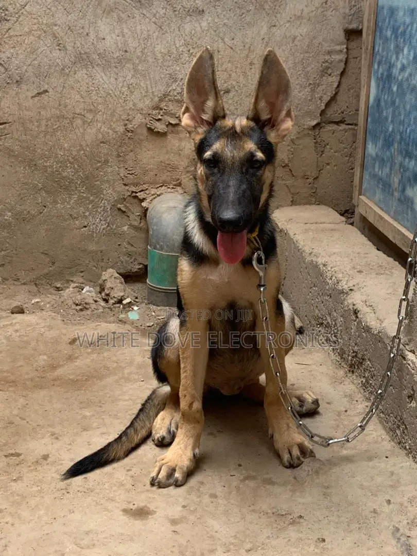 3-6 months Male Purebred German Shepherd