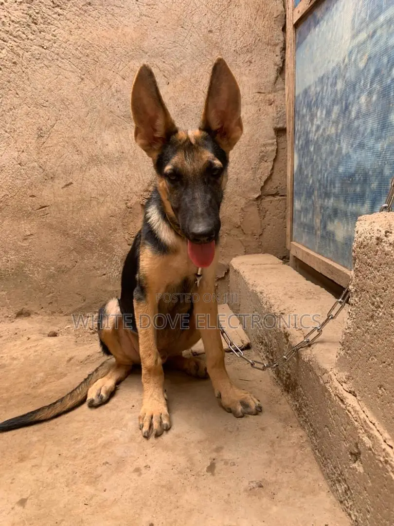 3-6 months Male Purebred German Shepherd