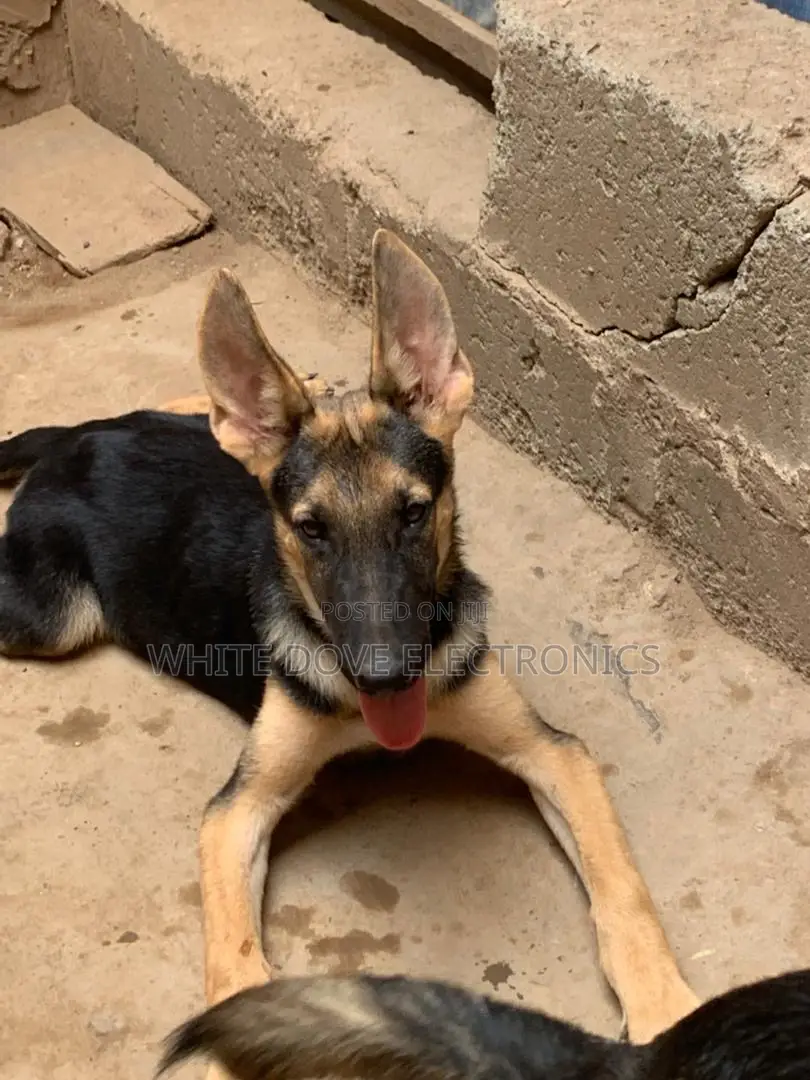3-6 months Male Purebred German Shepherd
