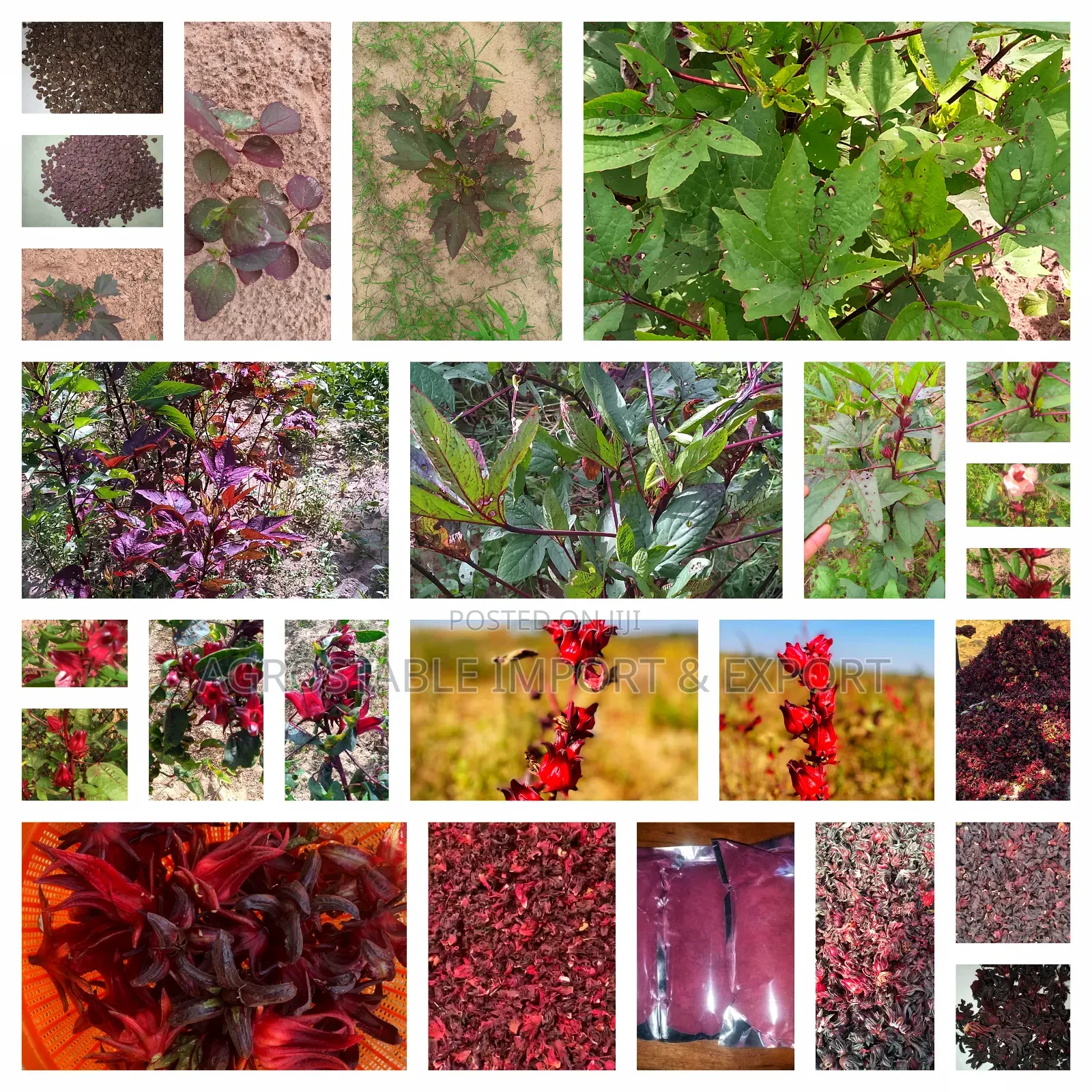 Hibiscus Farming Guide