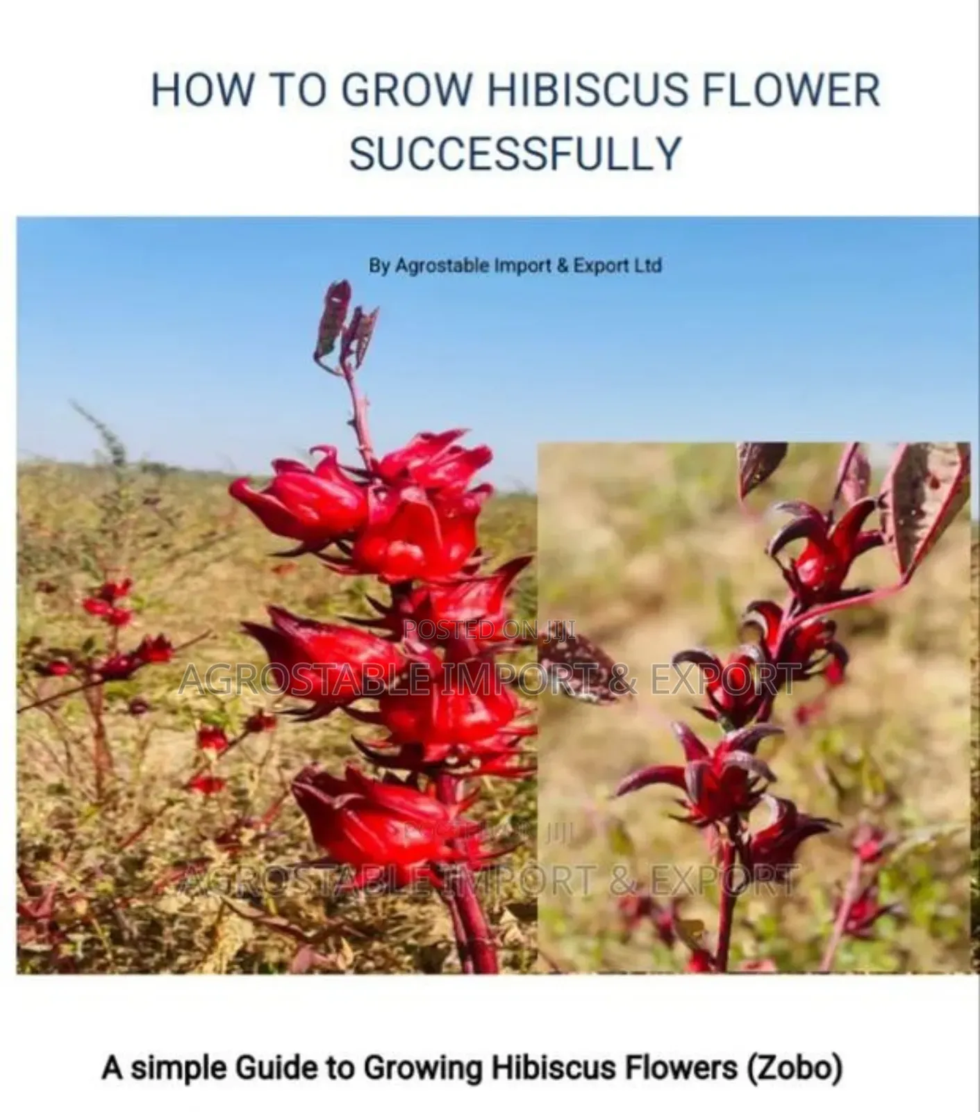Hibiscus Farming Guide