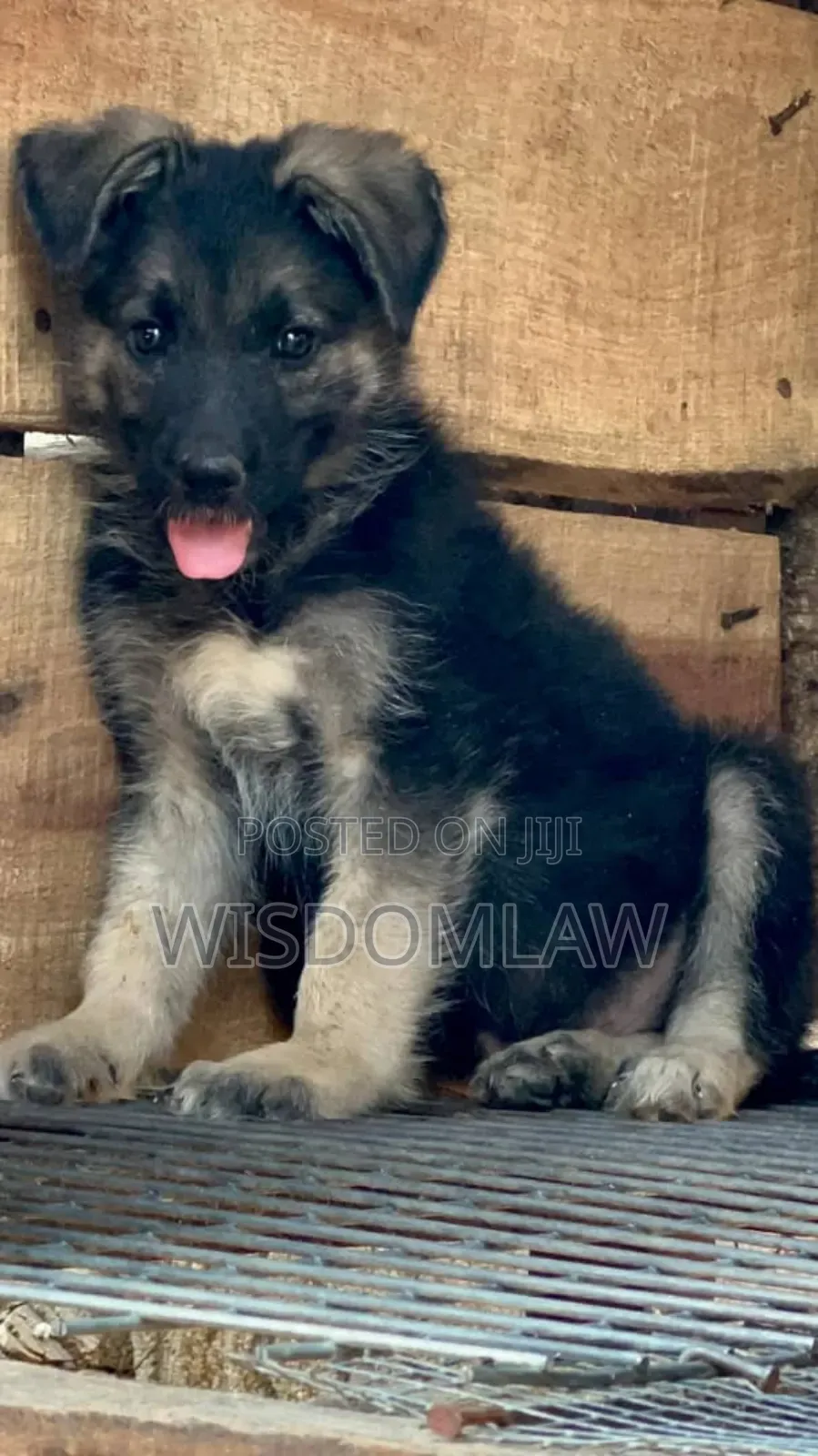 1-3 months Female Purebred German Shepherd