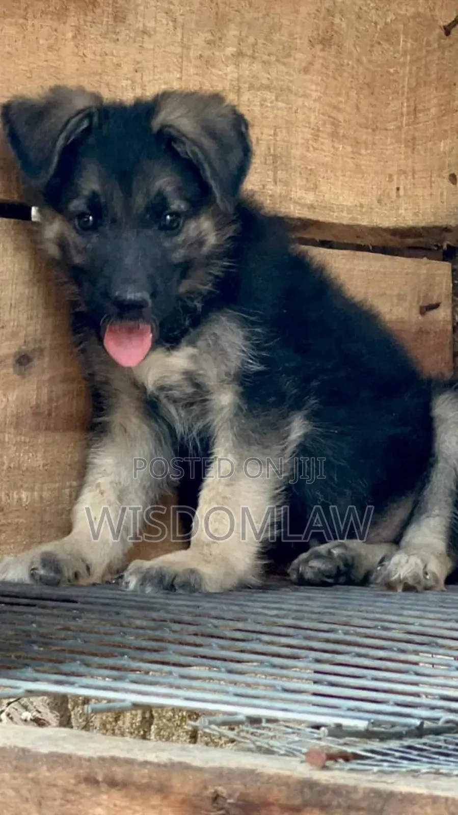 1-3 months Female Purebred German Shepherd