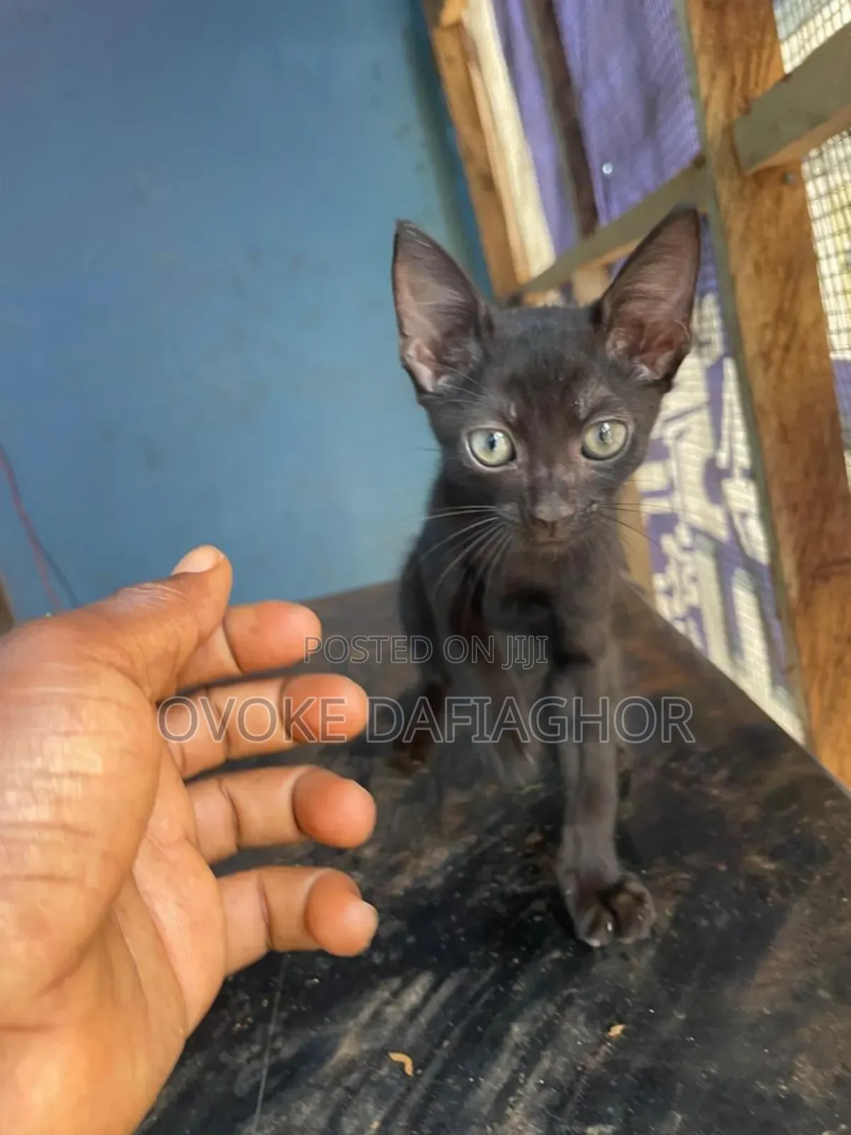 1-3 months Female Purebred Bombay
