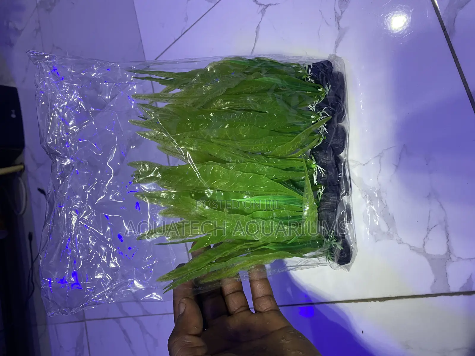 Mini Plants for Tanks and Bowl