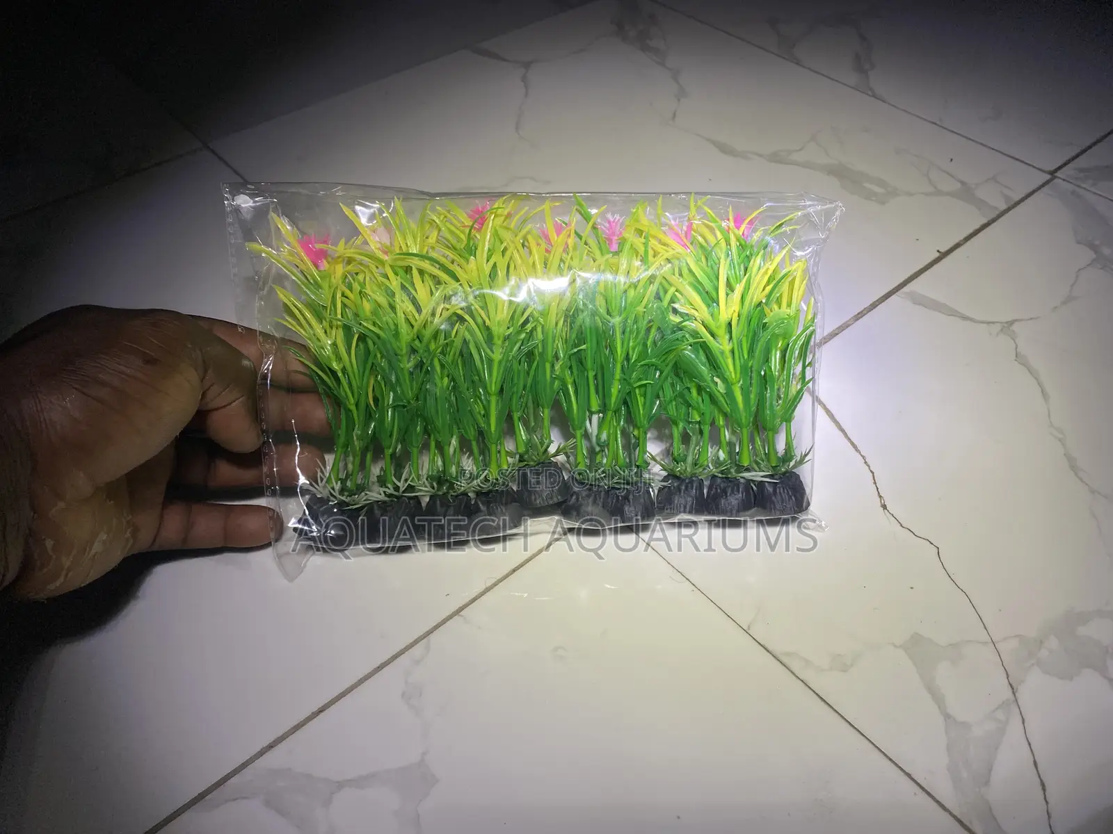 Plants for Bowls and Fish Tank