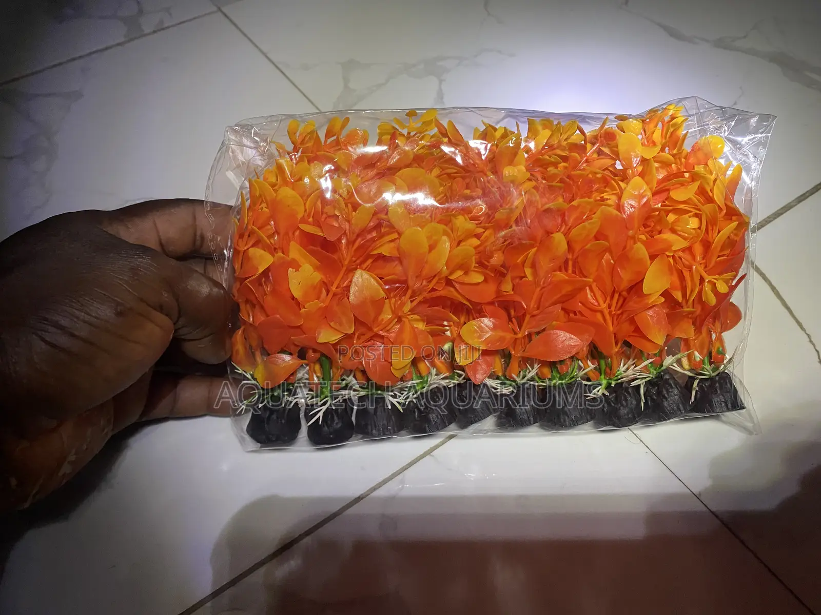 Plants for Bowls and Fish Tank