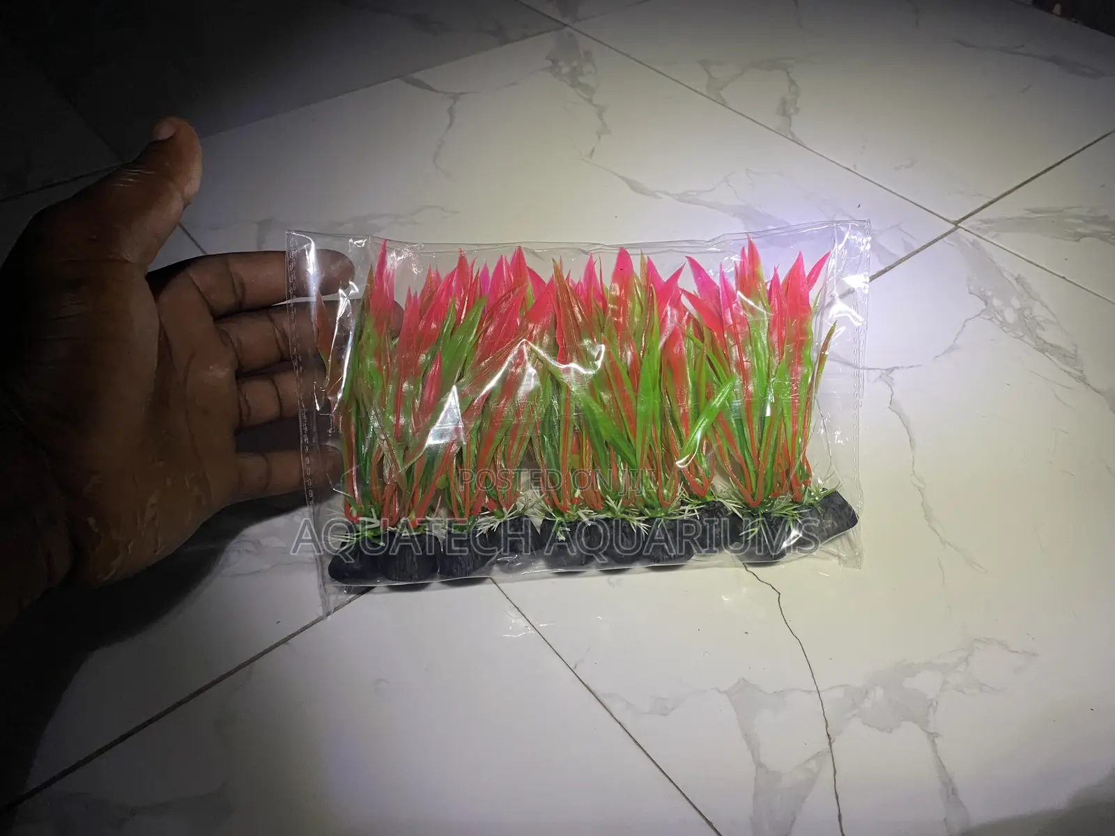 Plants for Bowls and Fish Tank