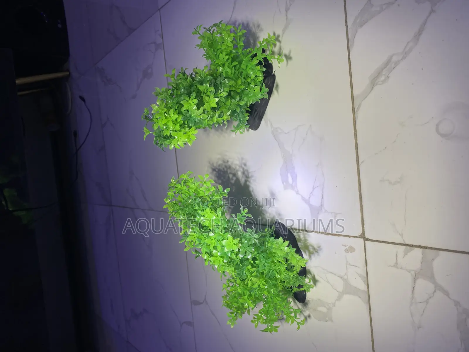 Bushy Plants for Aquarium