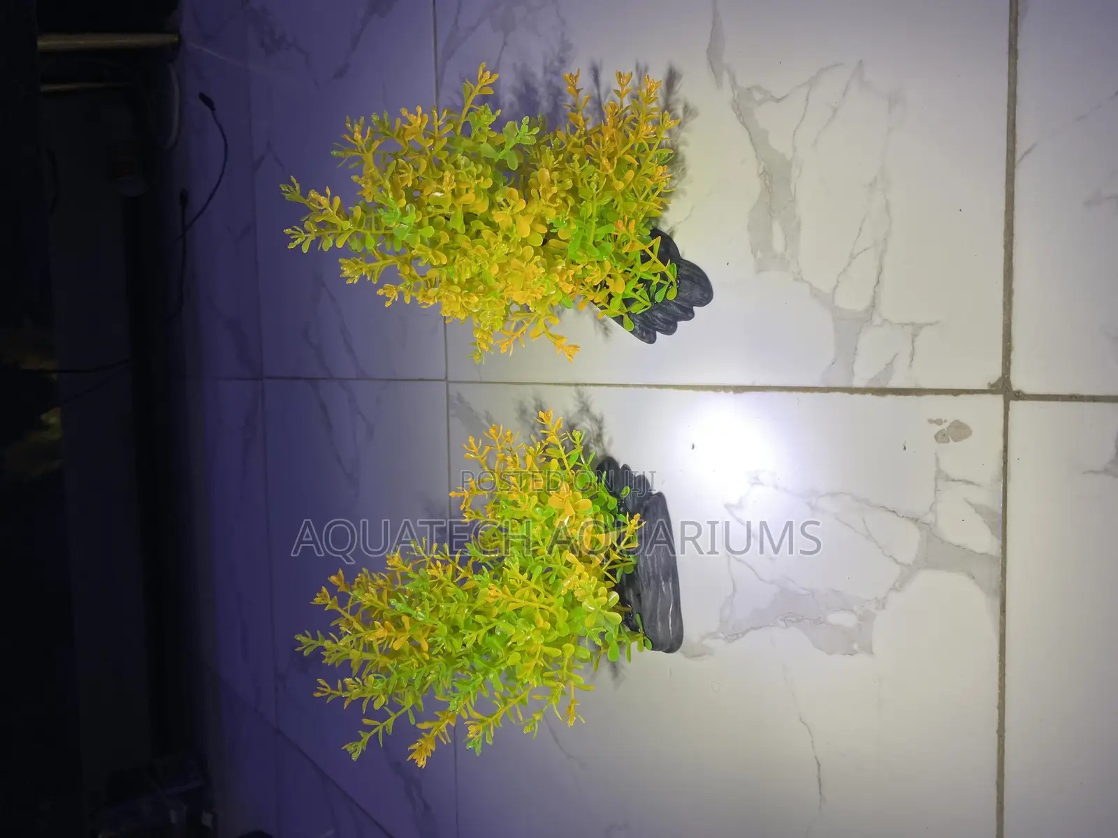 Bushy Plants for Aquarium