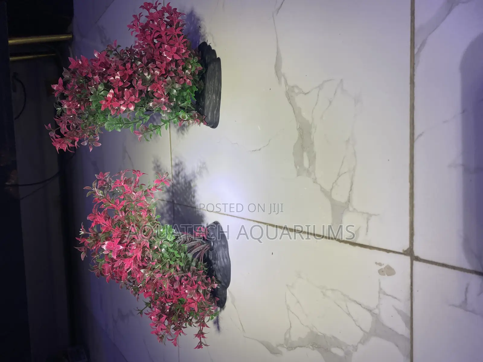 Bushy Plants for Aquarium