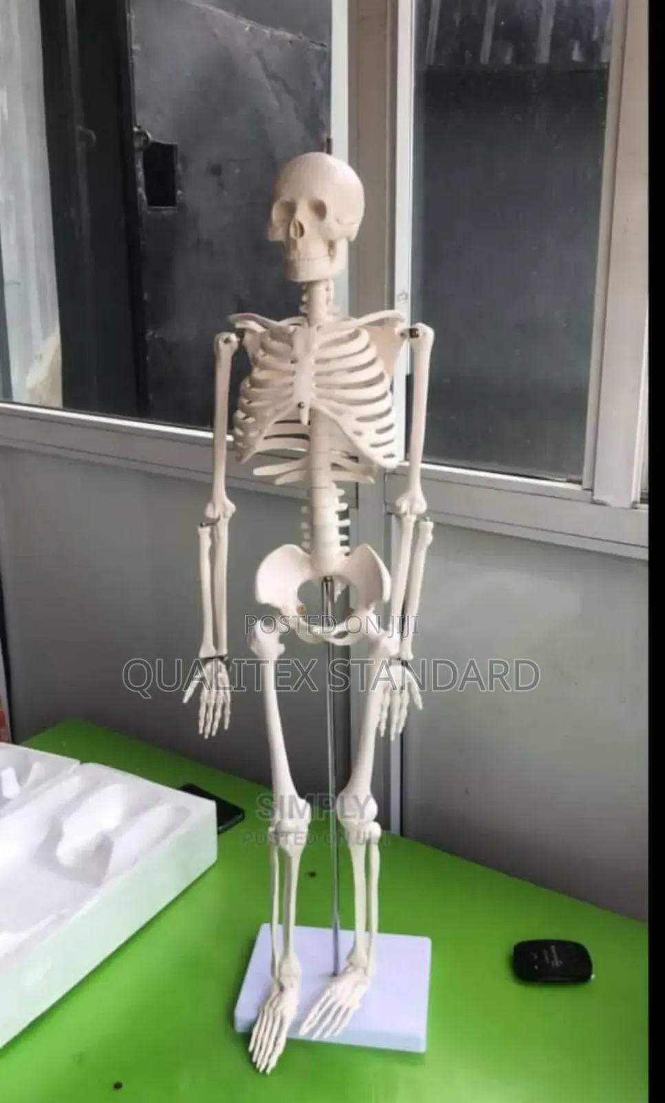 Medium Skeleton