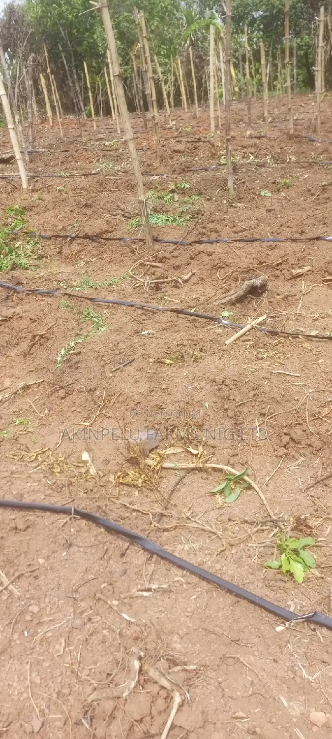 Make #15,000,000 From One Acre of Tomato Farm.