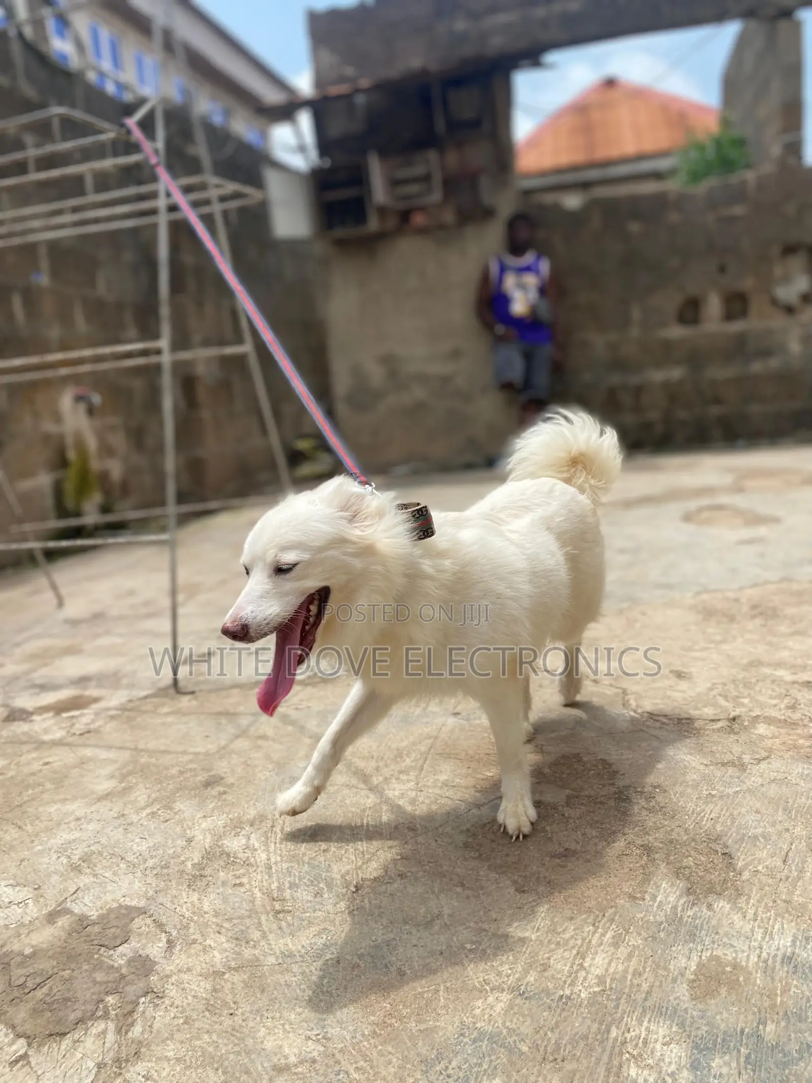 6-12 months Female Purebred American Eskimo
