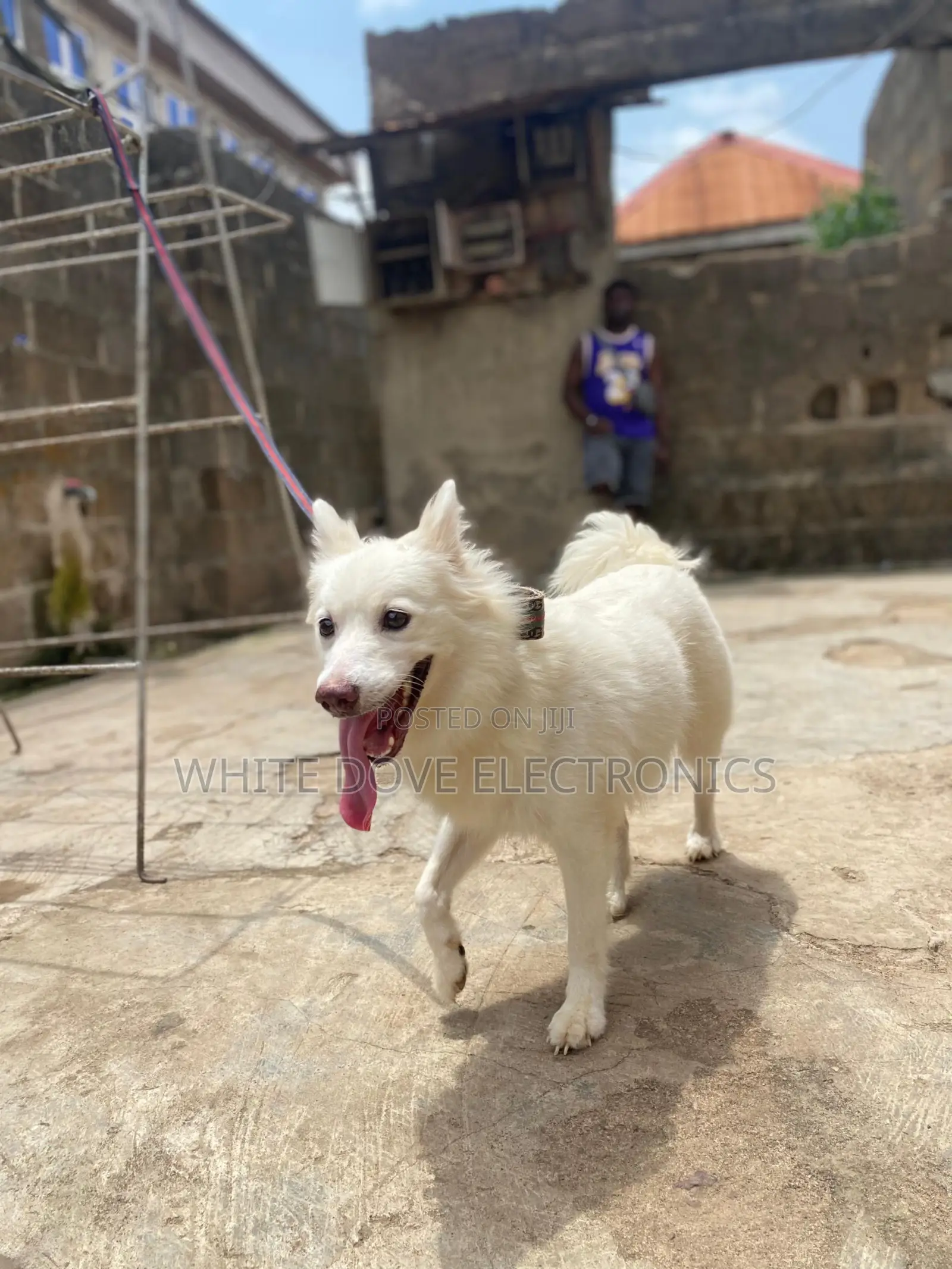6-12 months Female Purebred American Eskimo