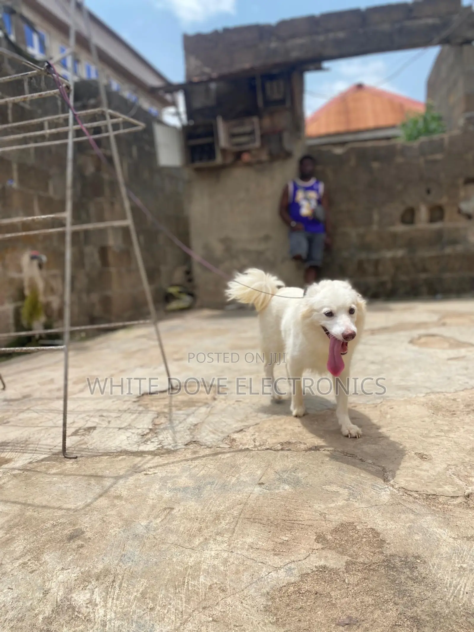 6-12 months Female Purebred American Eskimo