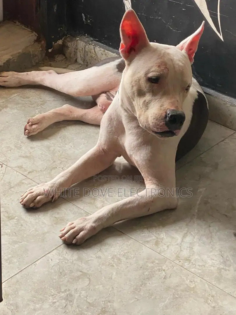 1+ year Male Purebred American Pit Bull Terrier