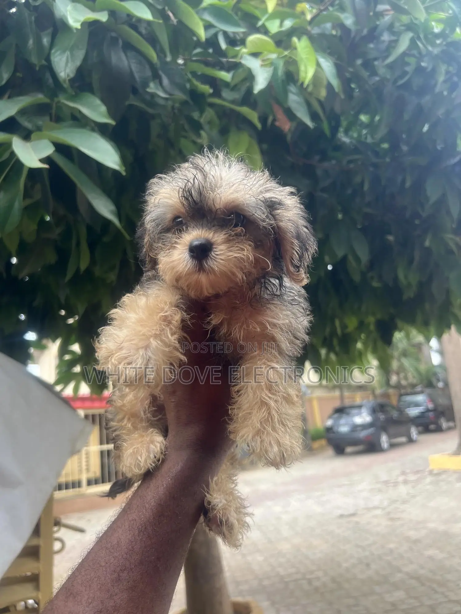 1-3 months Female Purebred Lhasa Apso