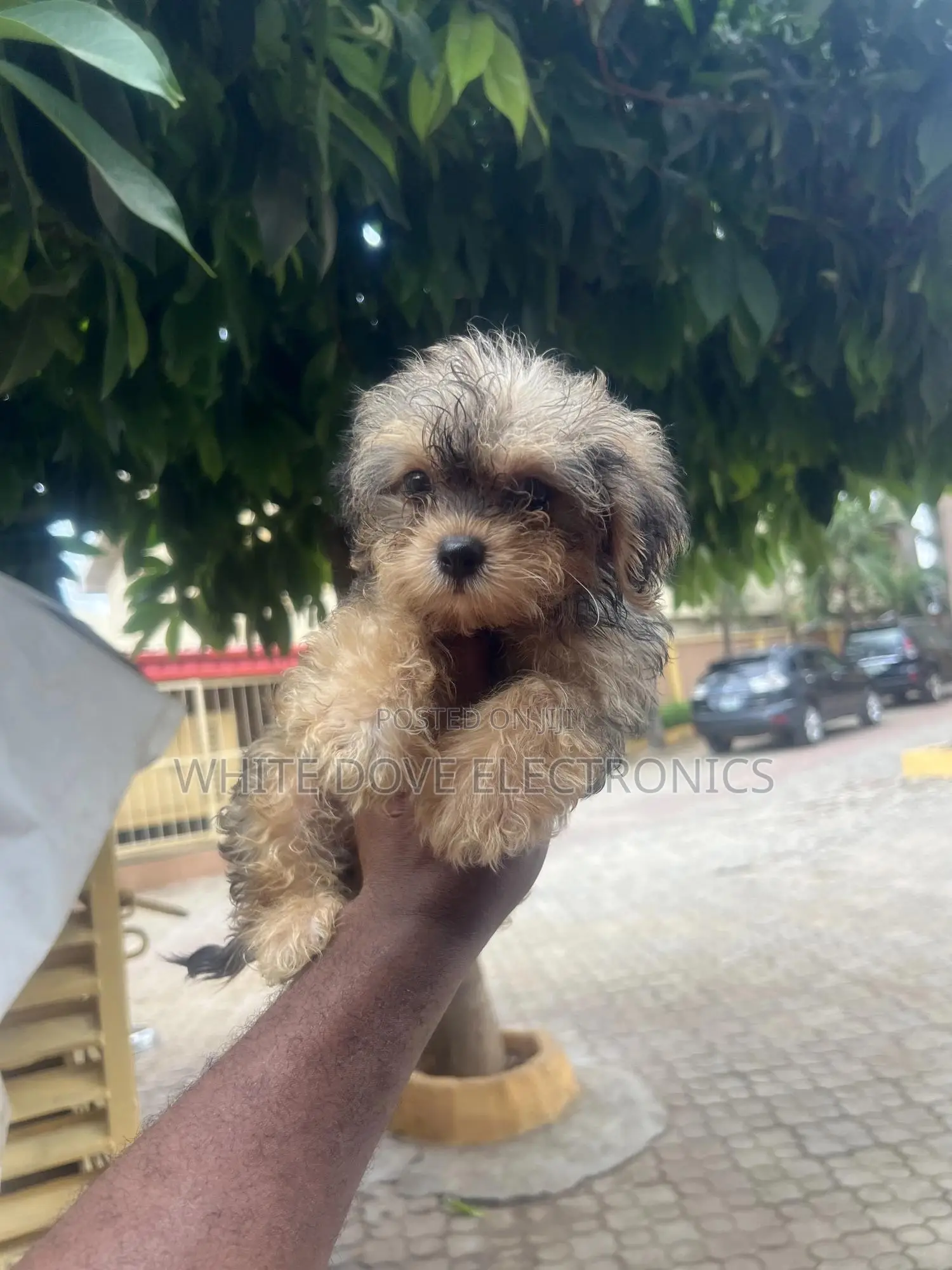 1-3 months Female Purebred Lhasa Apso