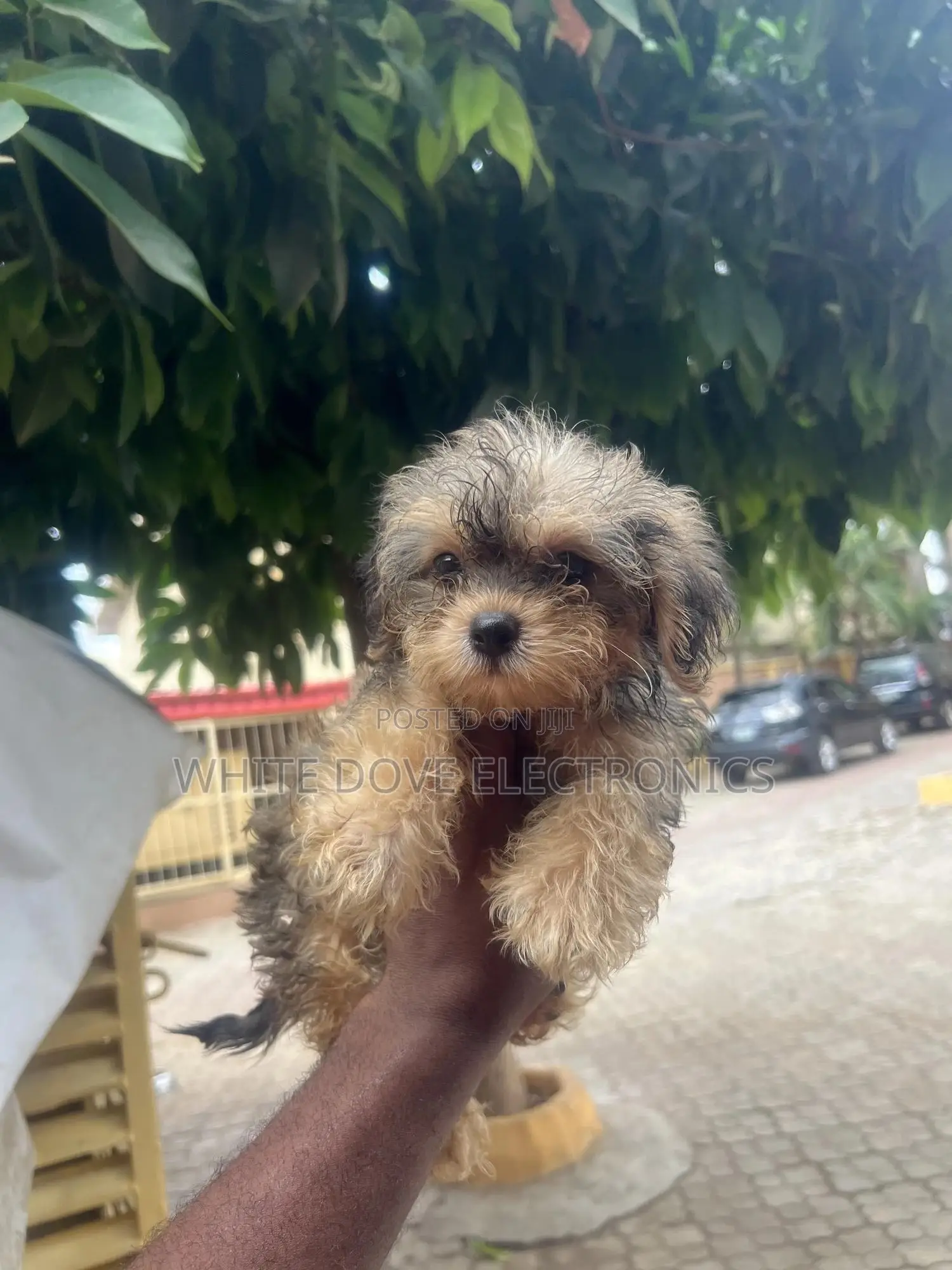 1-3 months Female Purebred Lhasa Apso