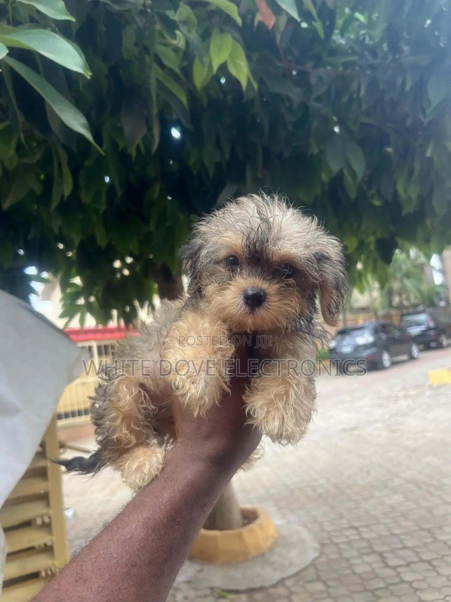1-3 months Female Purebred Lhasa Apso