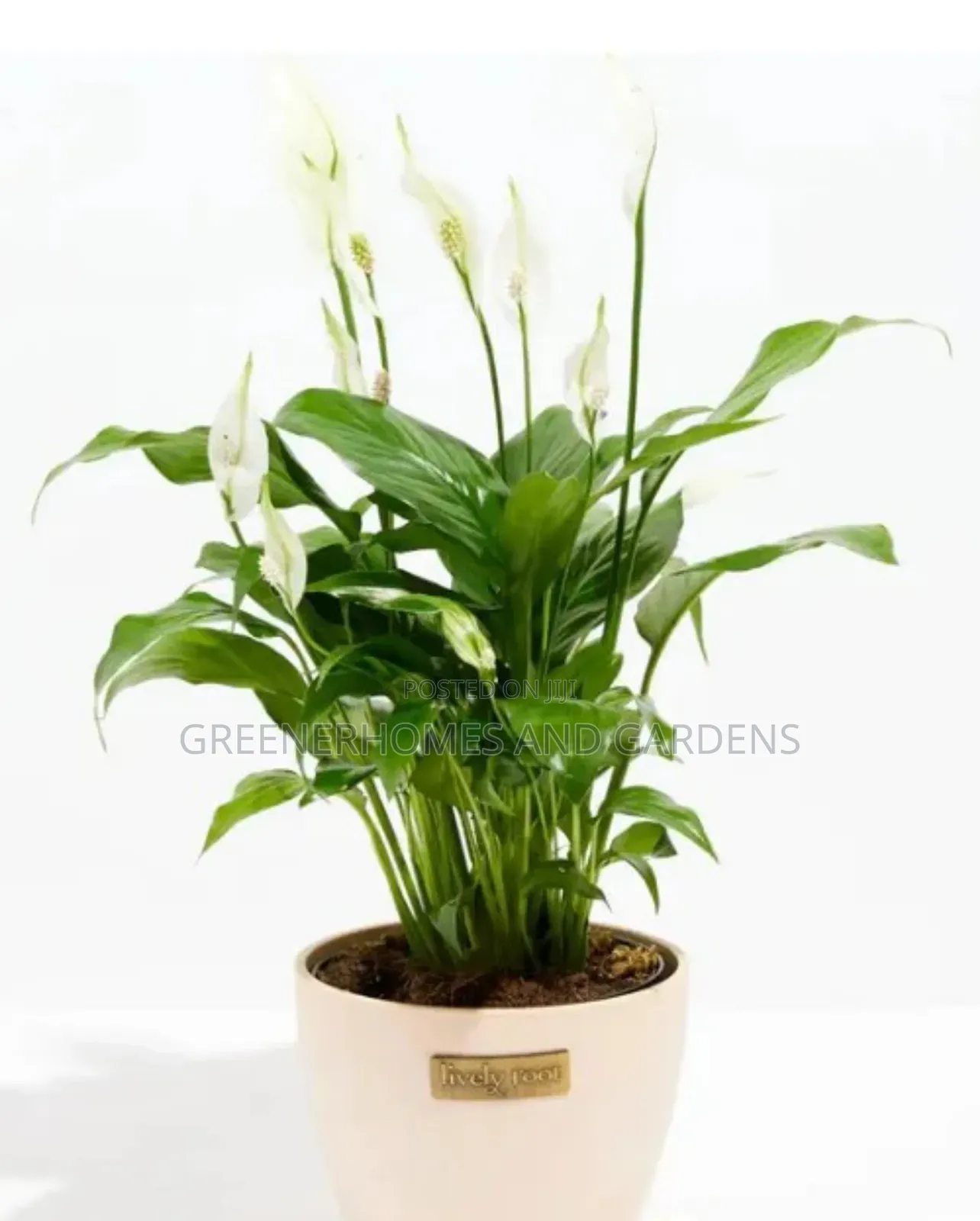 Goodluck Plants