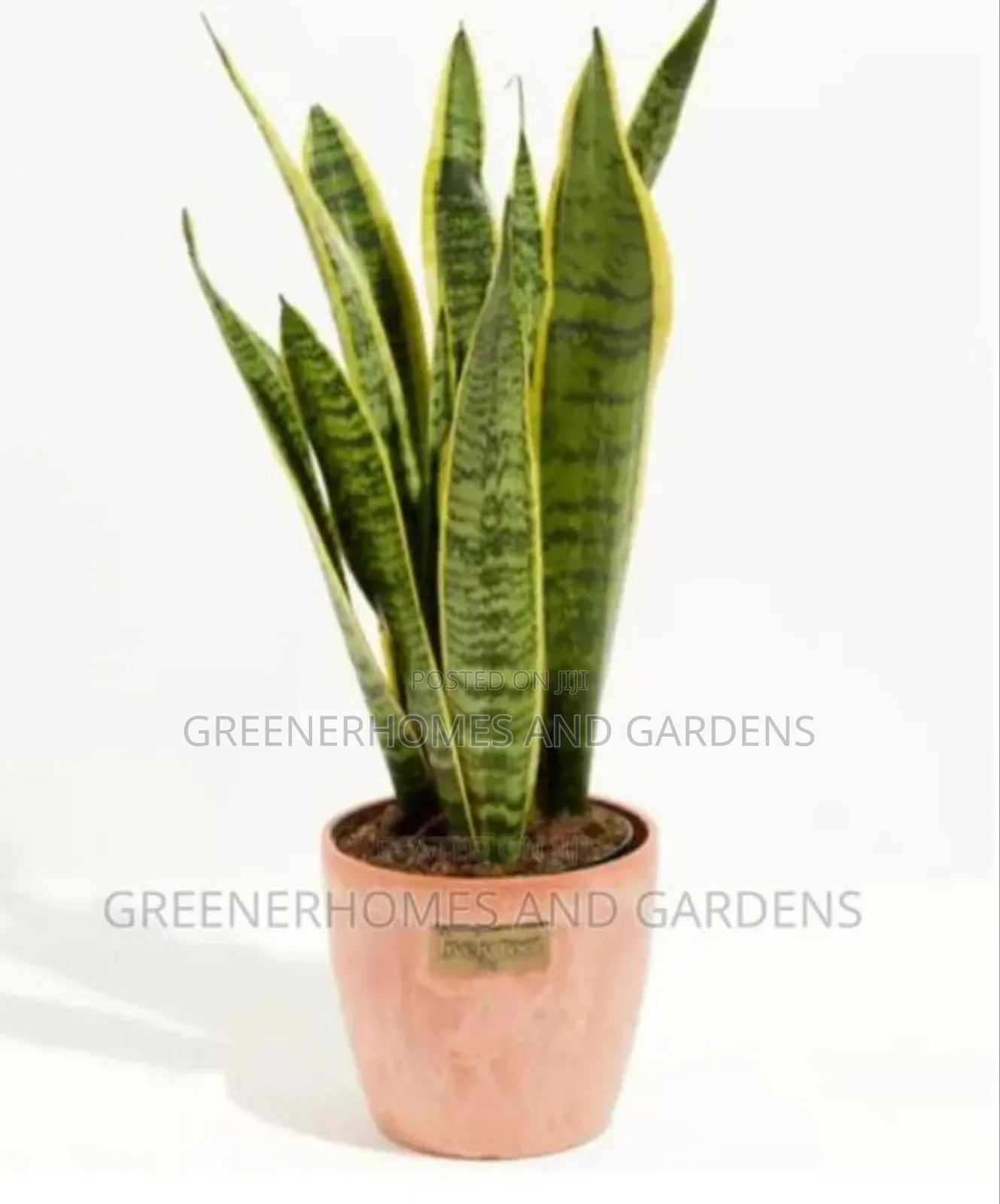Goodluck Plants