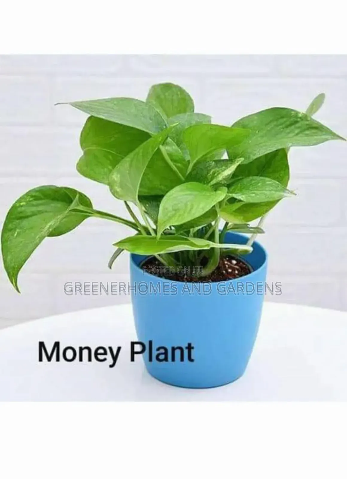 Goodluck Plants