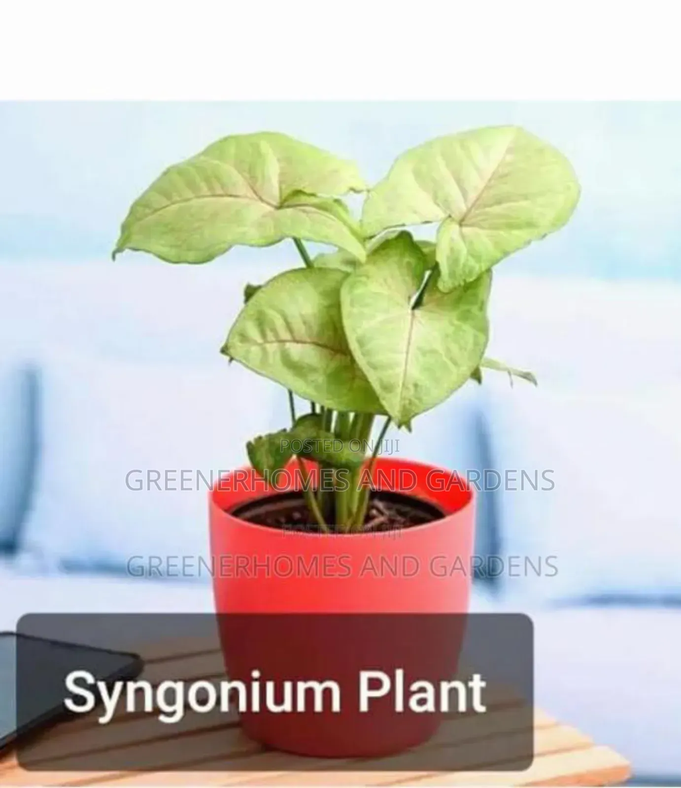 Goodluck Plants