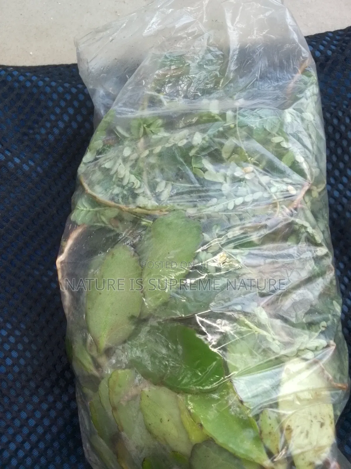 Pueraria Mirifica for Bacterial Vaginosis