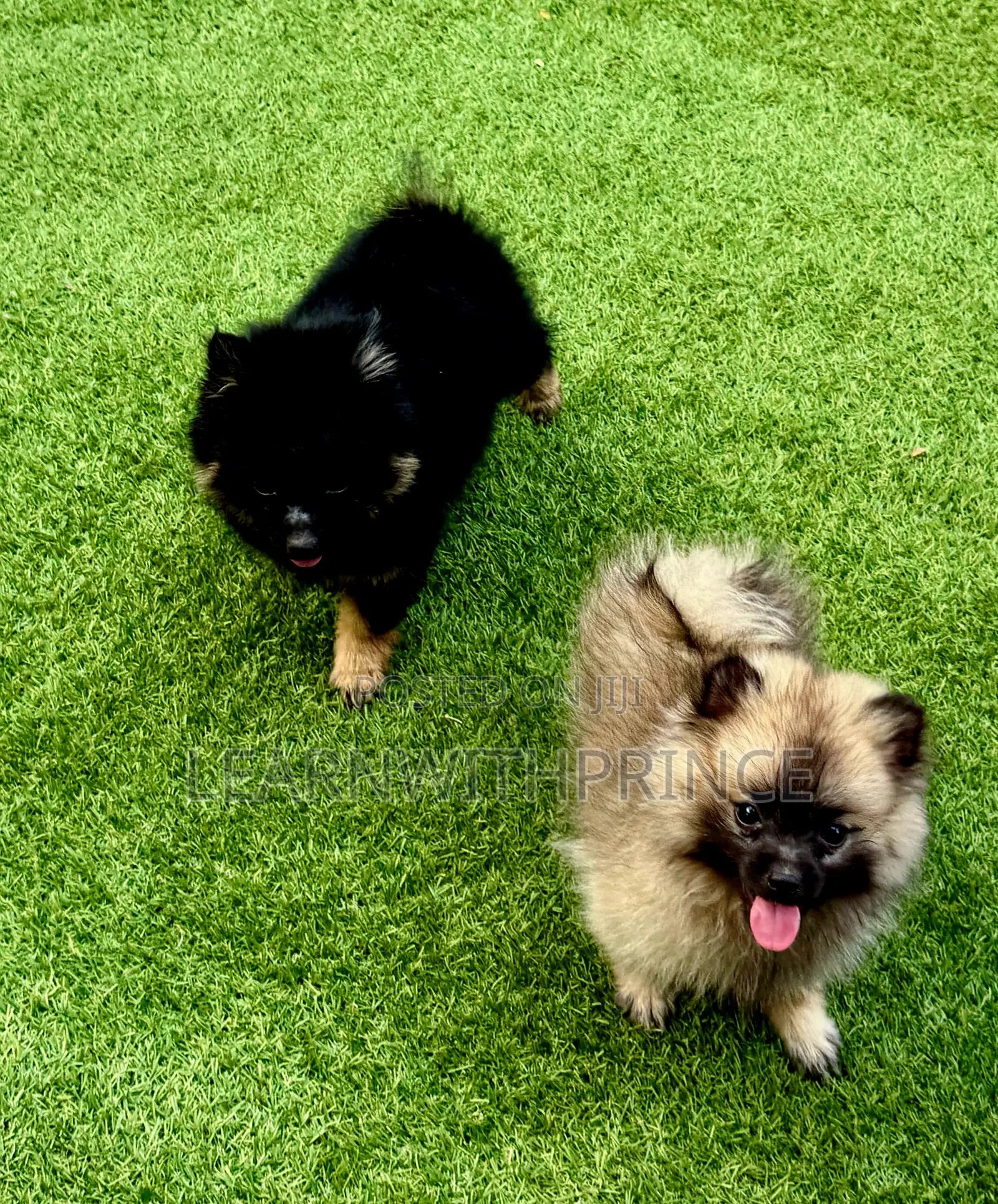 1-3 months Female Purebred Pomeranian