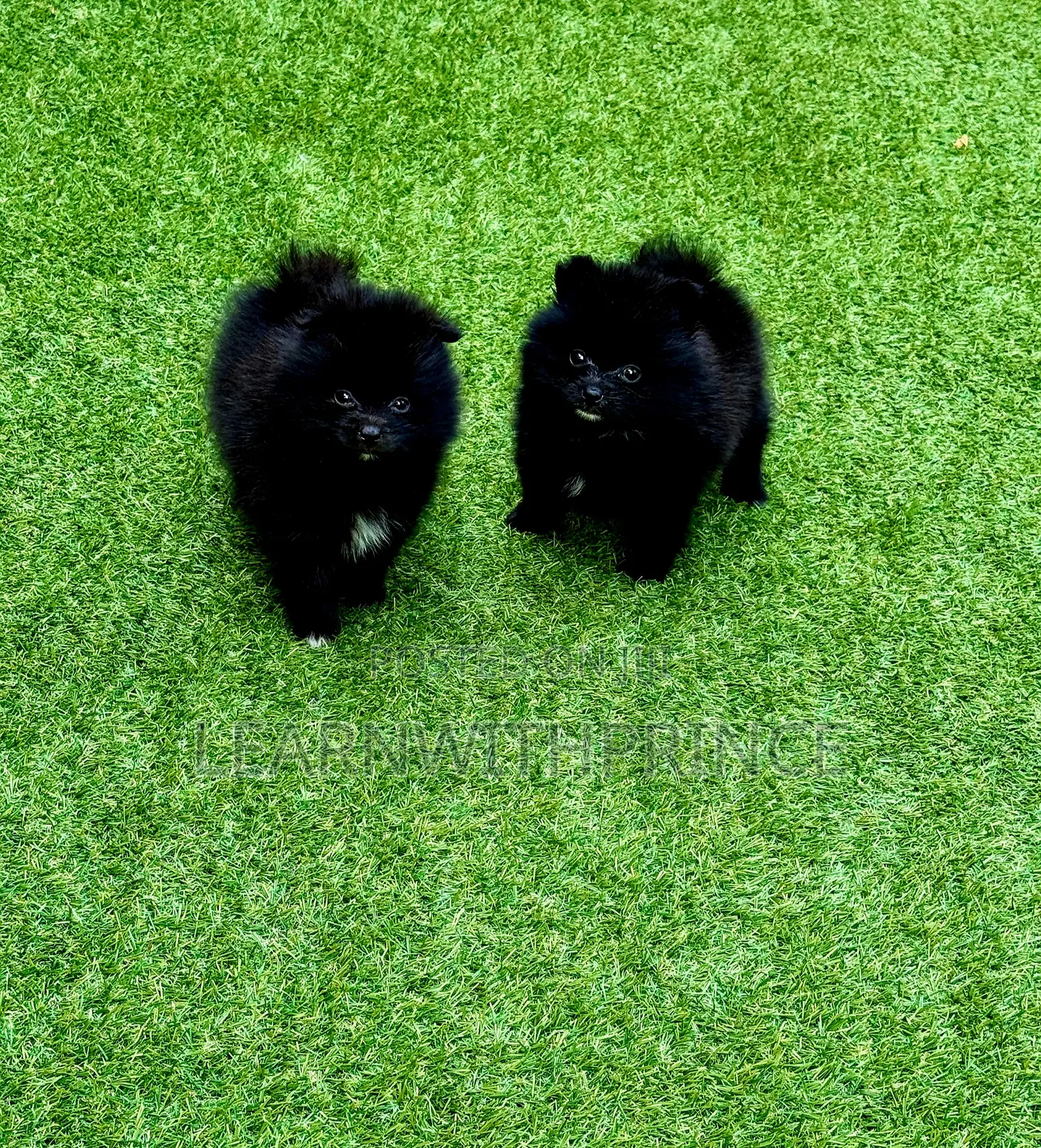 1-3 months Female Purebred Pomeranian