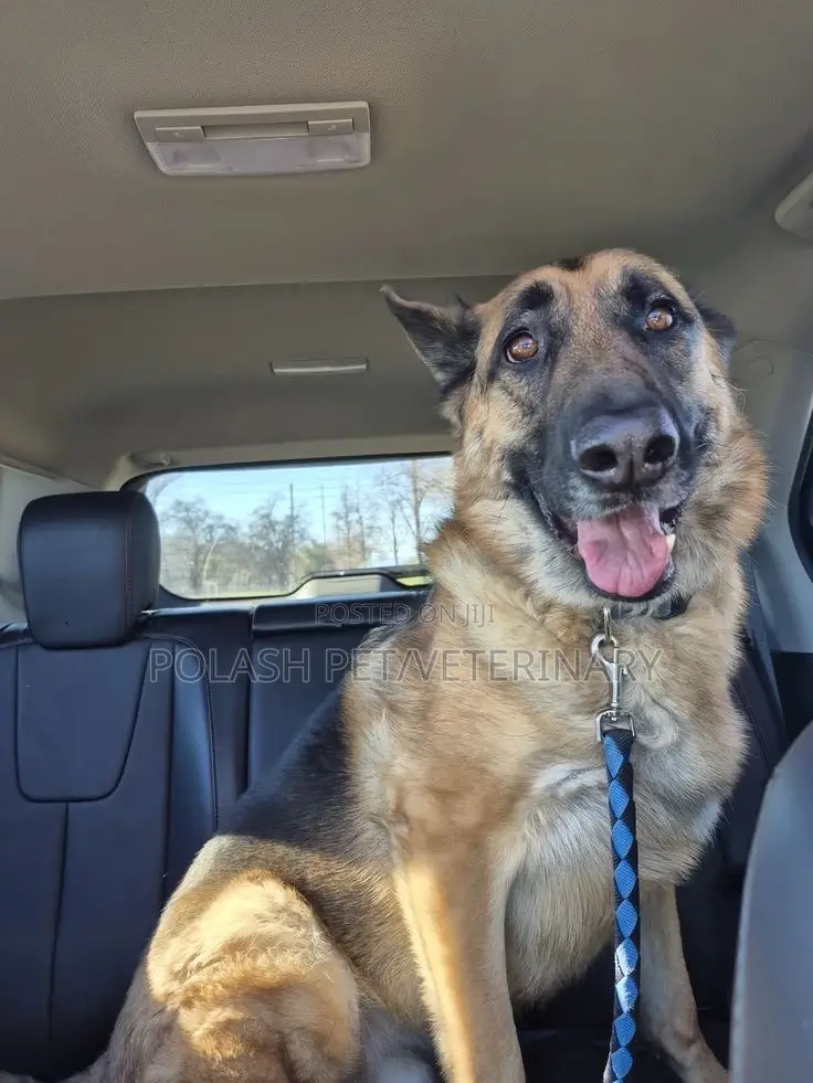 Trusted Care for Your Furry Friends