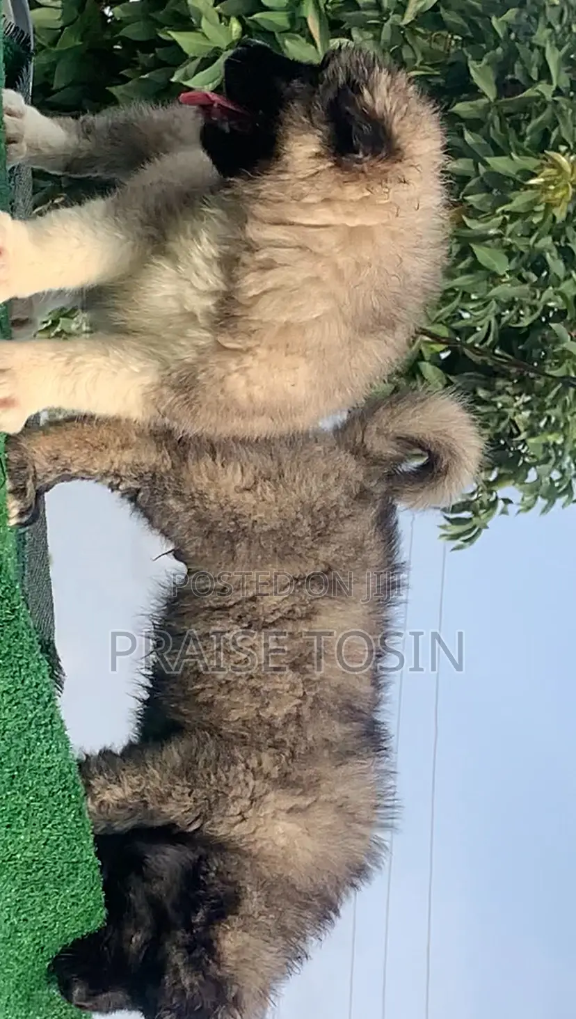 1-3 months Female Purebred Caucasian Shepherd
