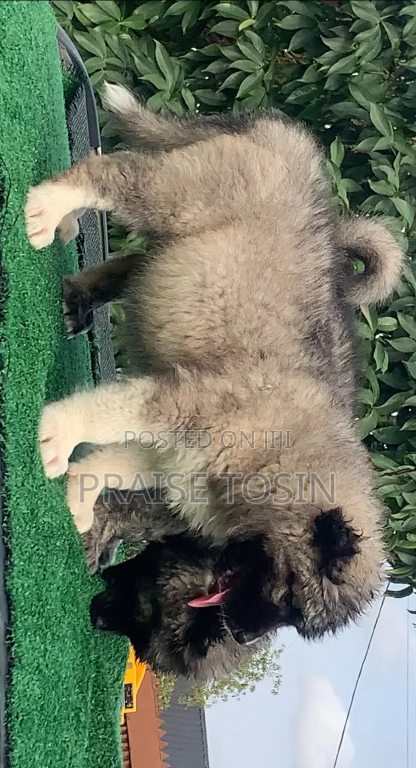 1-3 months Female Purebred Caucasian Shepherd