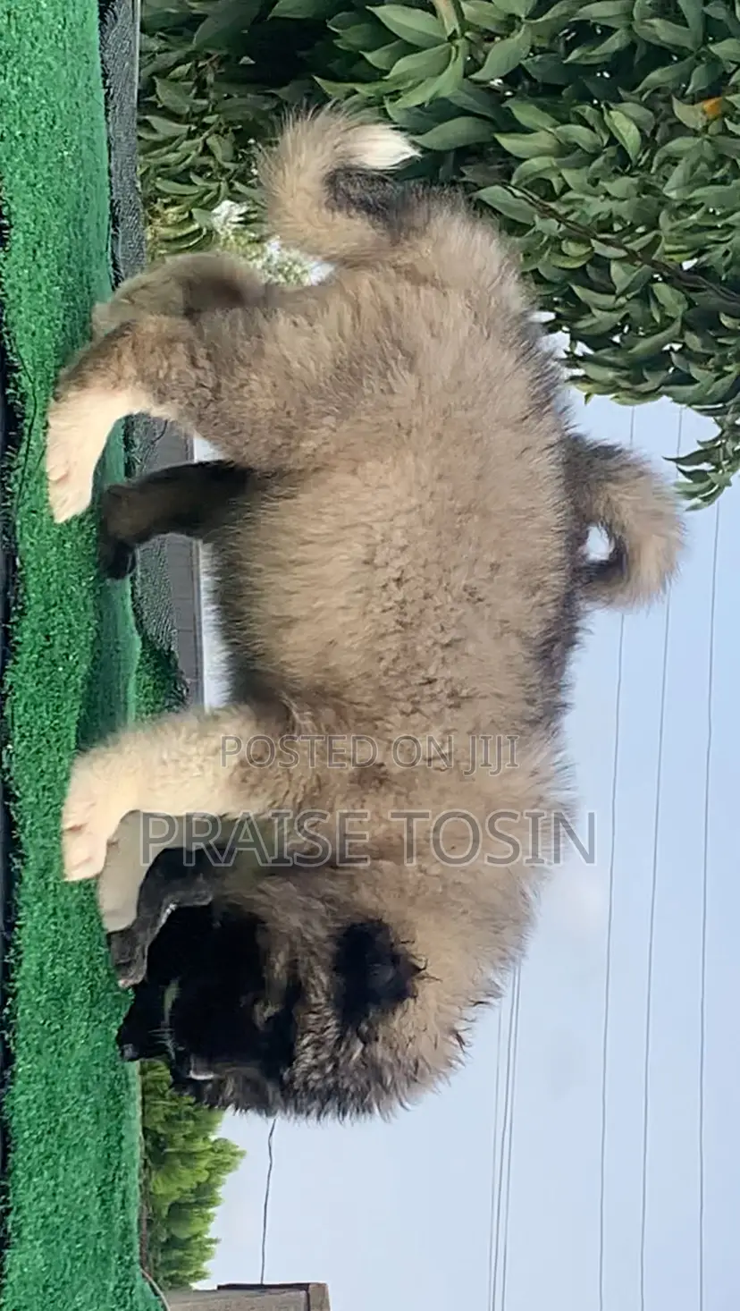 1-3 months Female Purebred Caucasian Shepherd