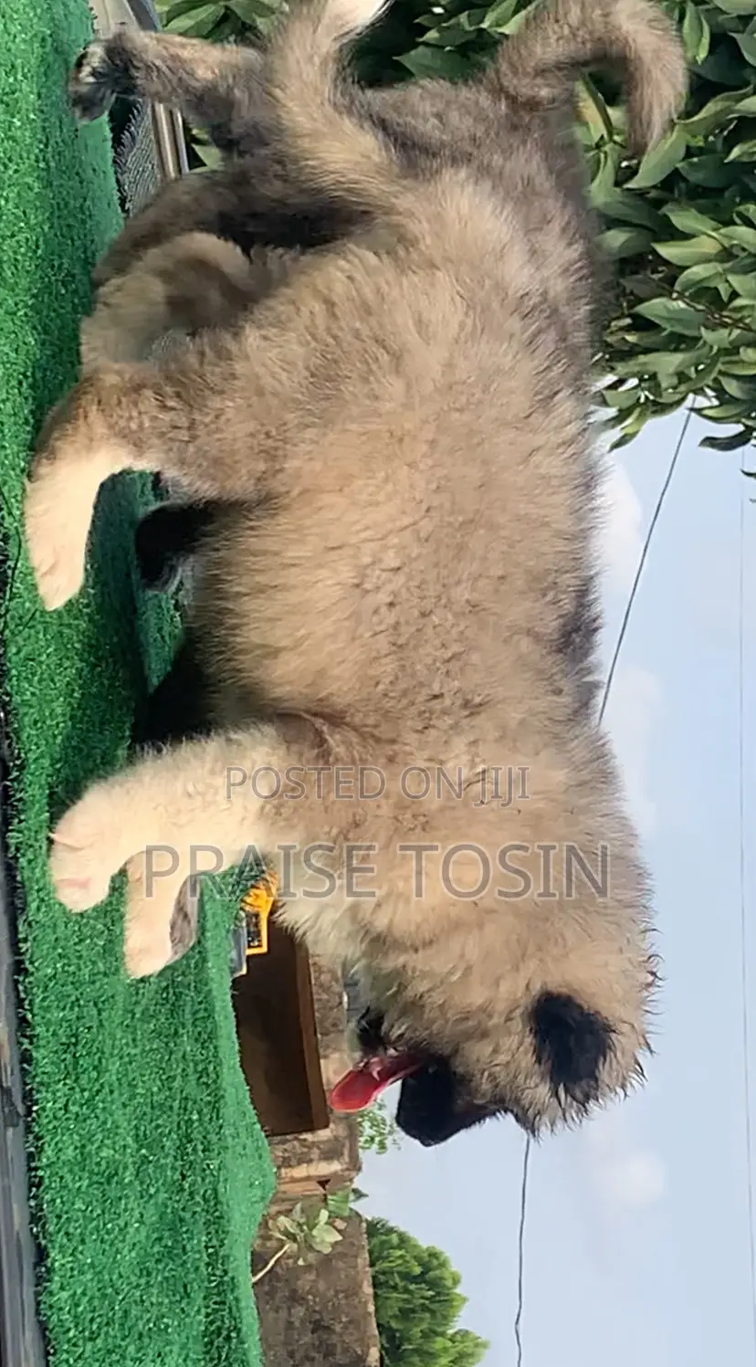1-3 months Female Purebred Caucasian Shepherd