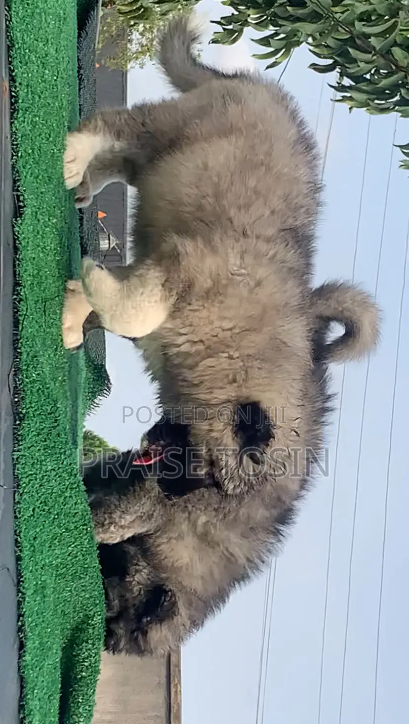 1-3 months Female Purebred Caucasian Shepherd