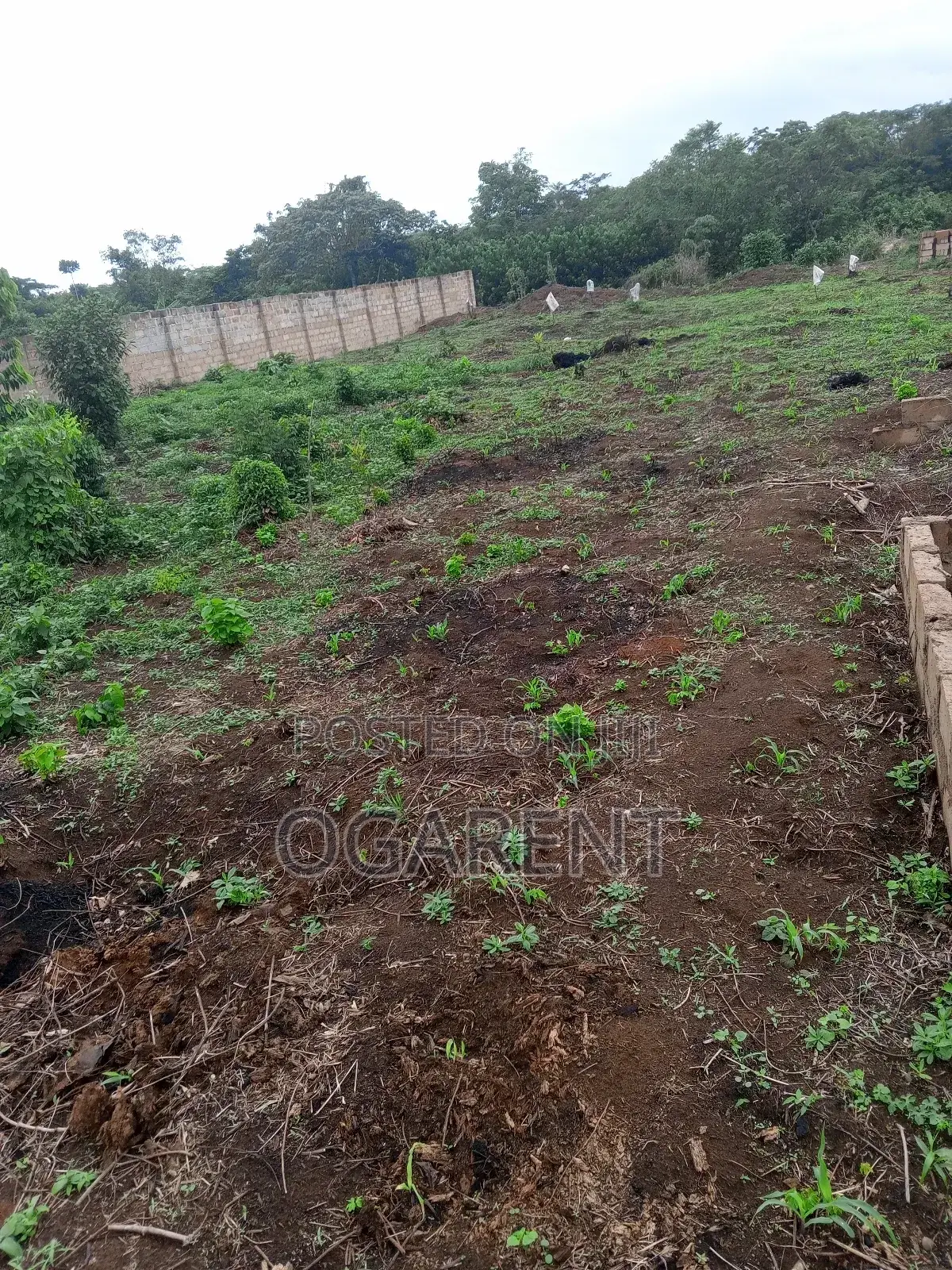 50 by 100 for Sale at Peanut Road/Ewomama