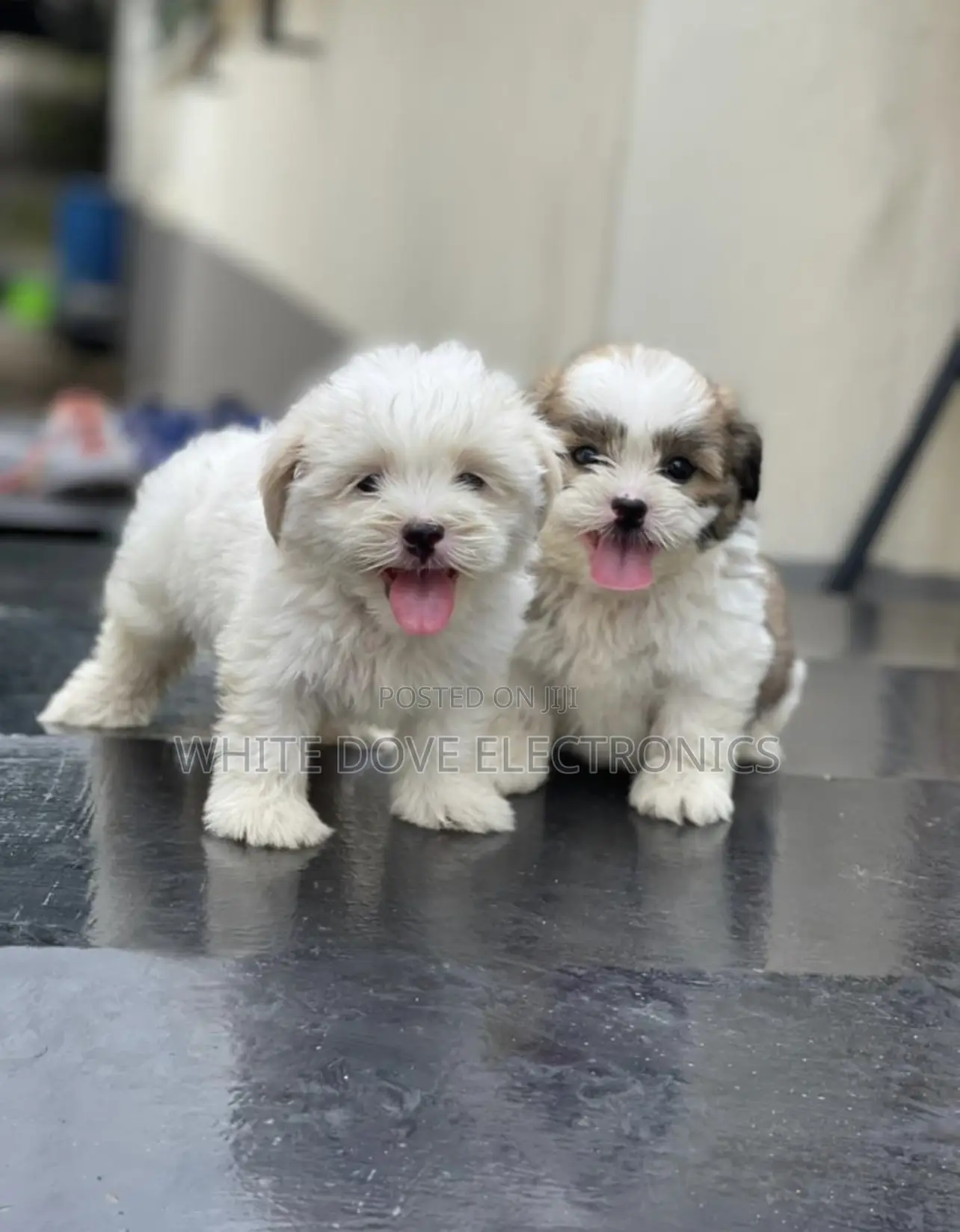 1-3 months Female Purebred Lhasa Apso