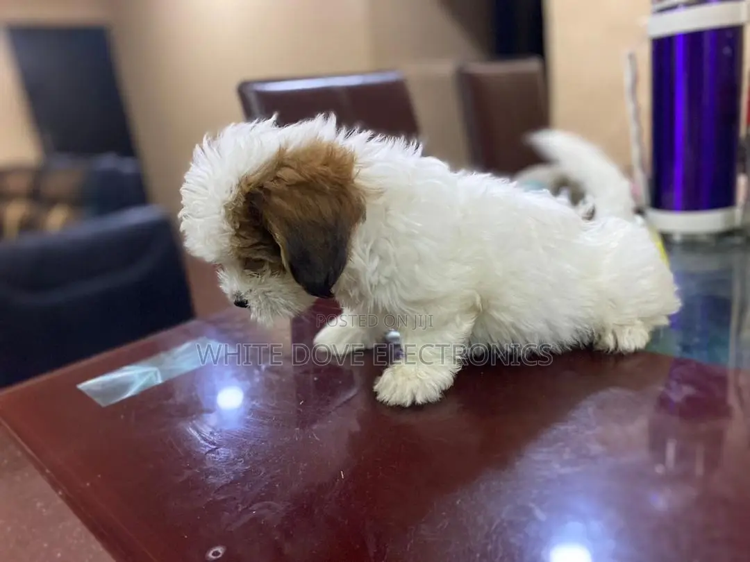 1-3 months Female Purebred Lhasa Apso
