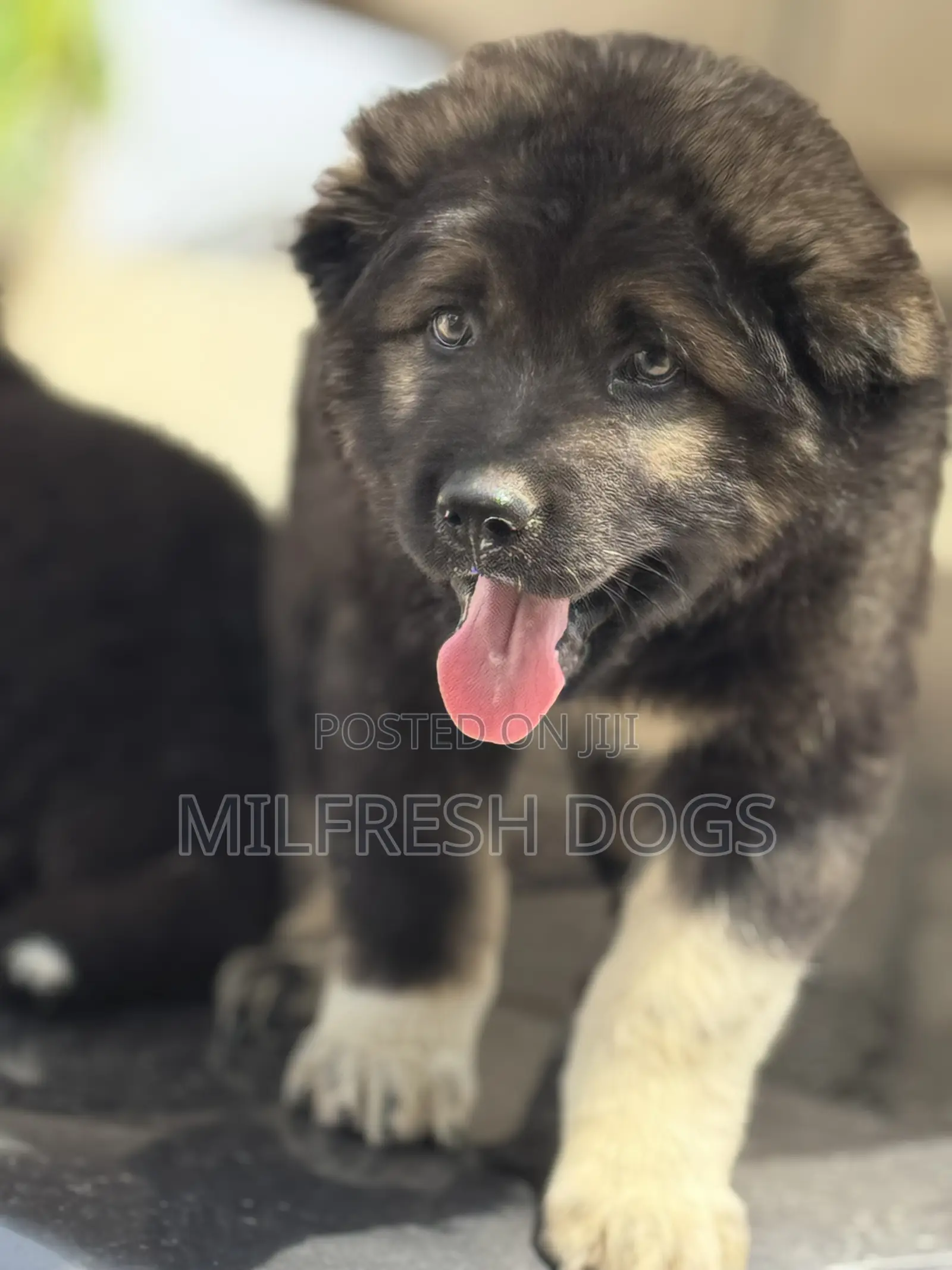 1-3 months Female Purebred Caucasian Shepherd