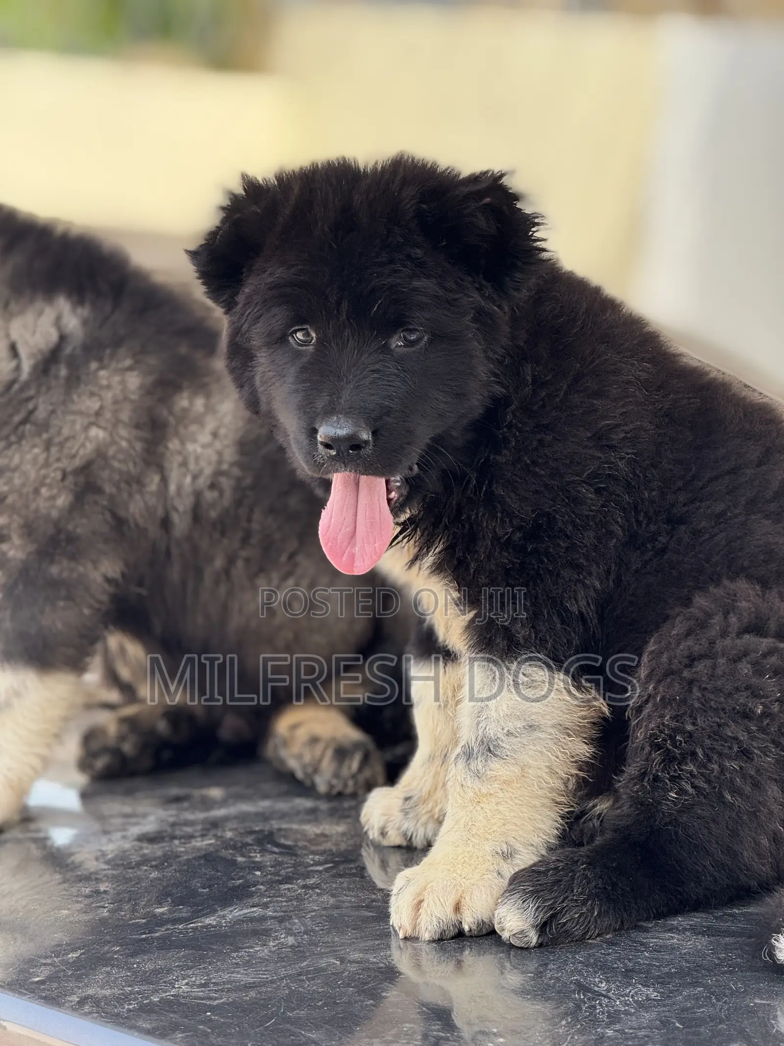 1-3 months Female Purebred Caucasian Shepherd