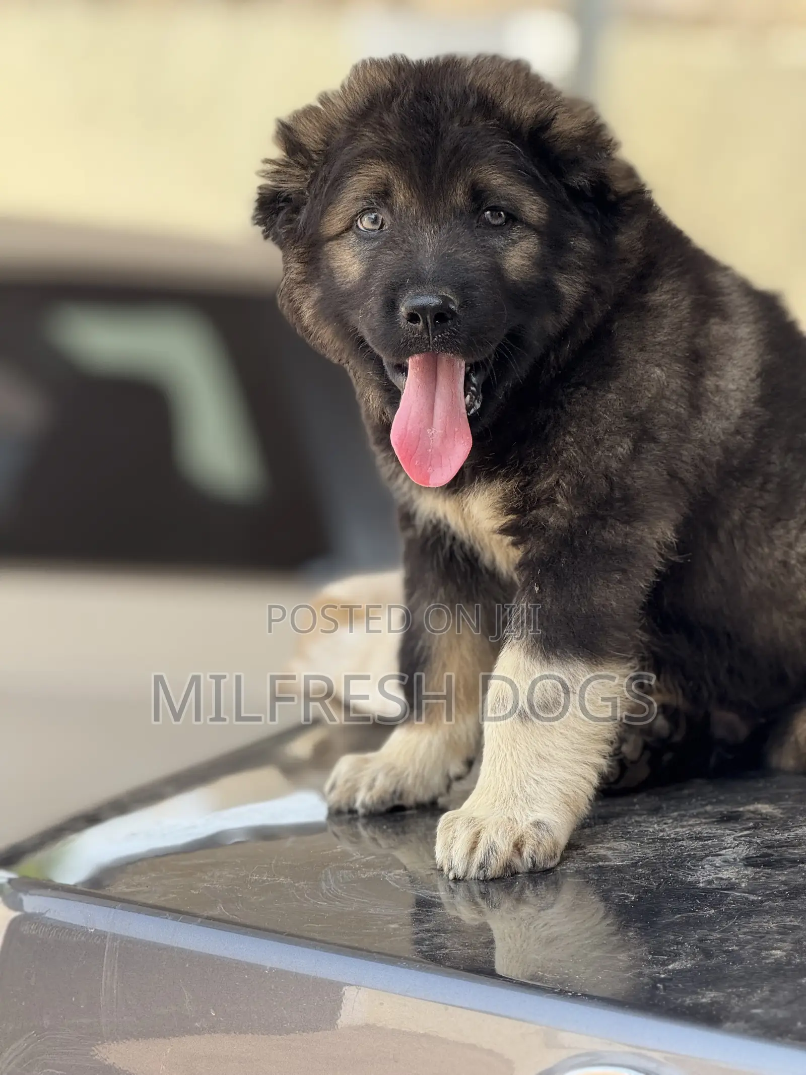 1-3 months Female Purebred Caucasian Shepherd