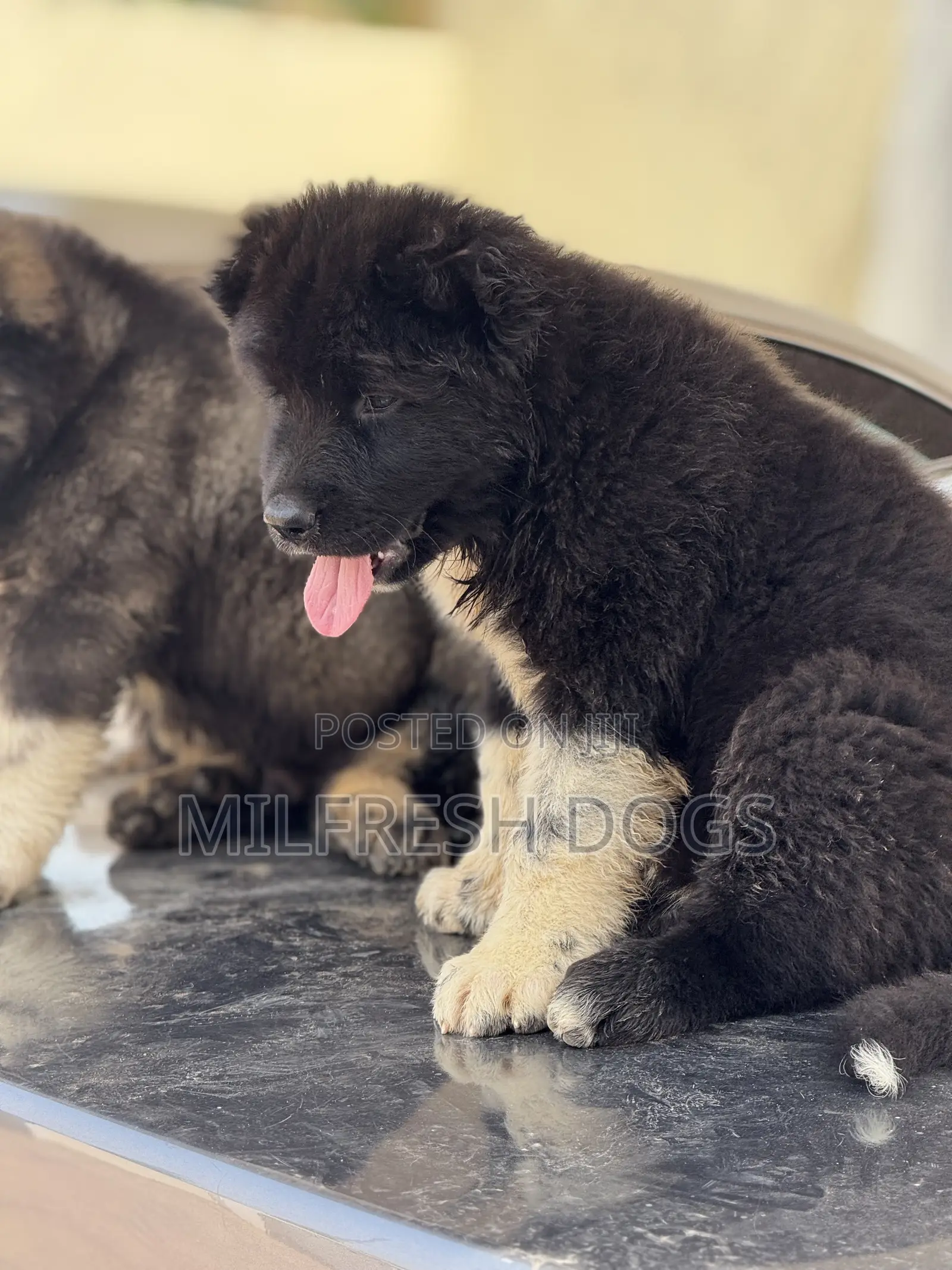 1-3 months Female Purebred Caucasian Shepherd